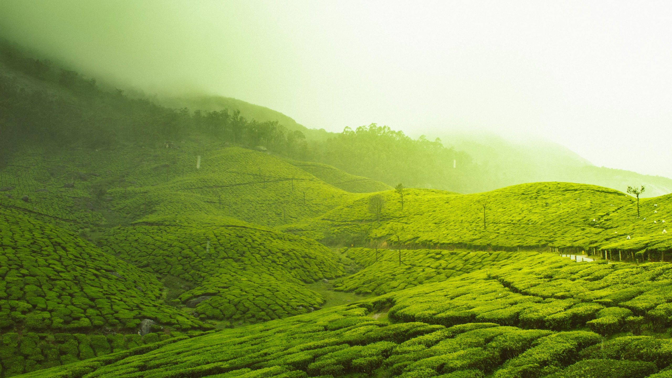 Wallpaper Kerala, India, Asia, Munnar, Tea Plantation