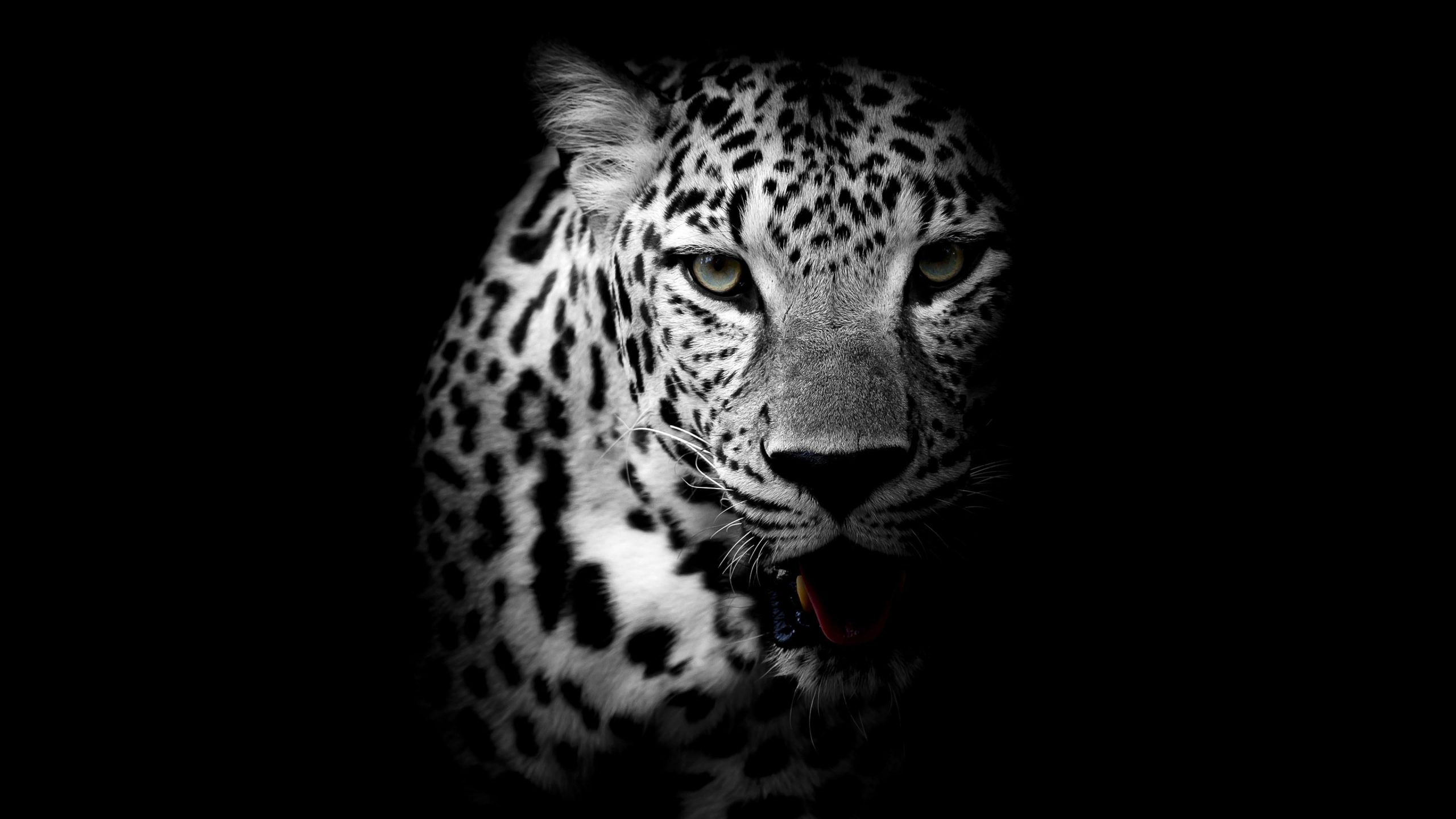 Wallpaper Leopard, Dark, Animal, Wild, Monochrome