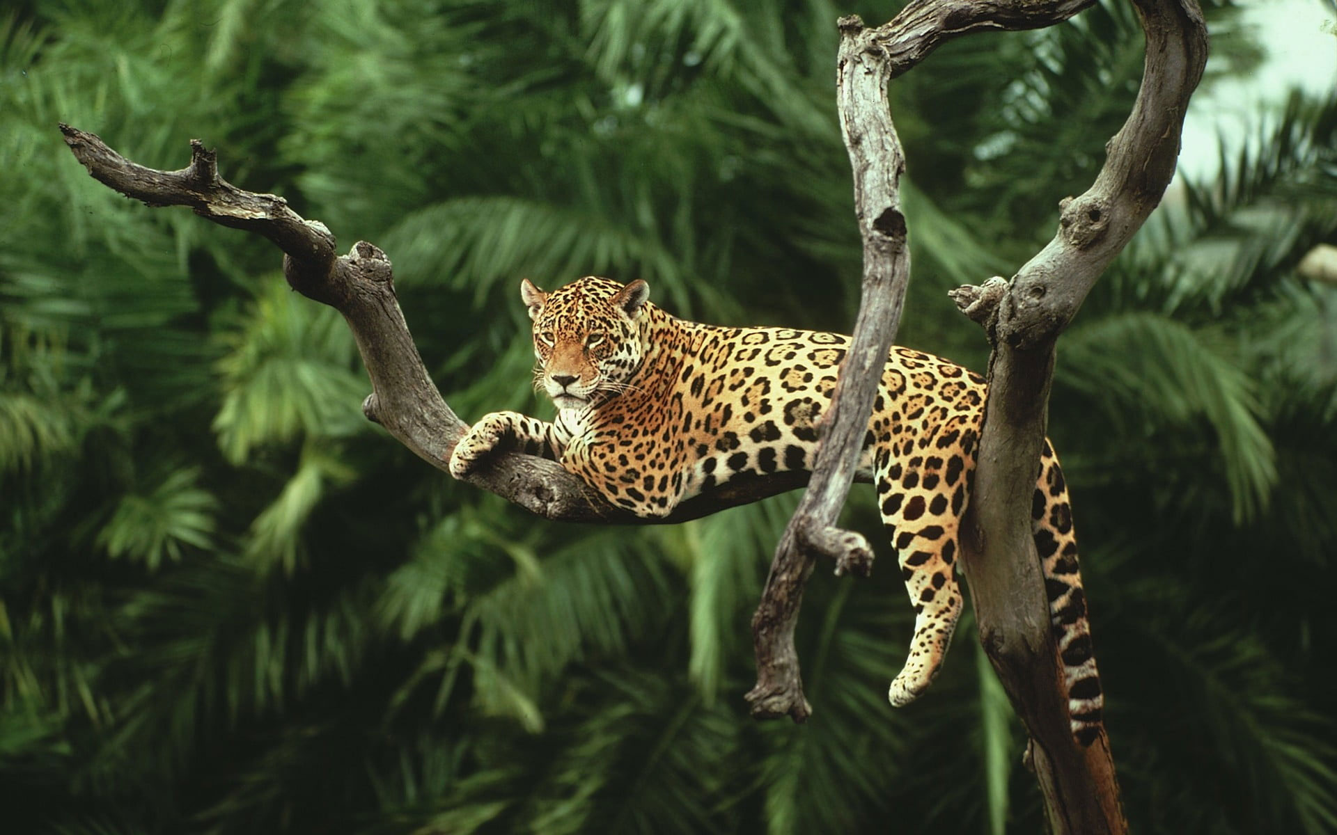 Wallpaper Leopard On Tree, Nature, Animals, Jaguars, Cat