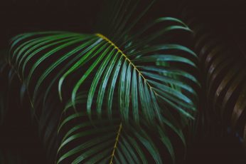 Wallpaper Palm Plant Leaf, Frond, Green, Leaves, Nature