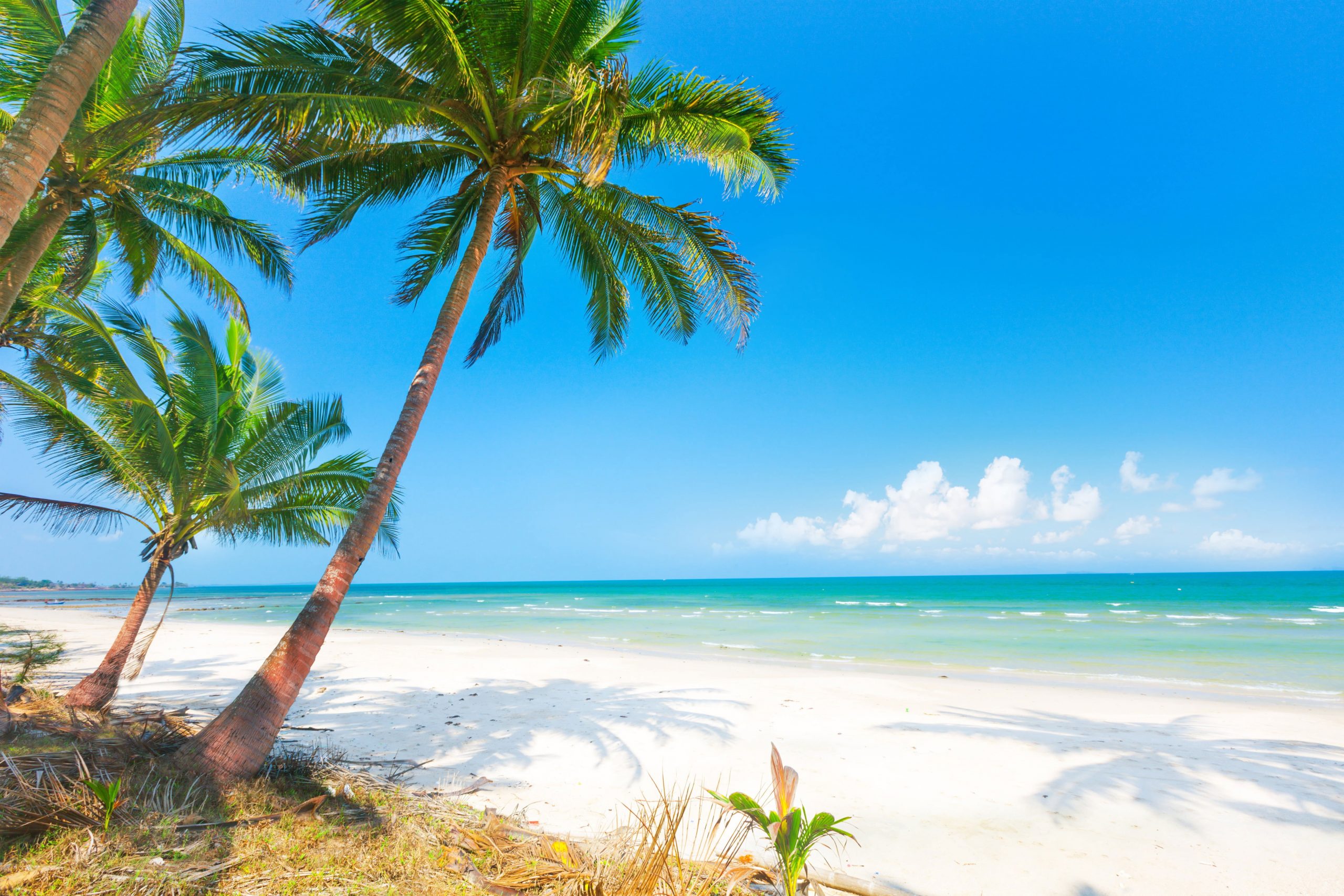Wallpaper Palm Tree, Sand, Sea, Beach, The Sun, Palm Trees