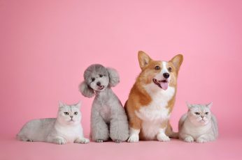 Wallpaper Pets, Cute, Cat, Dog, Mammal, Domestic, Animal