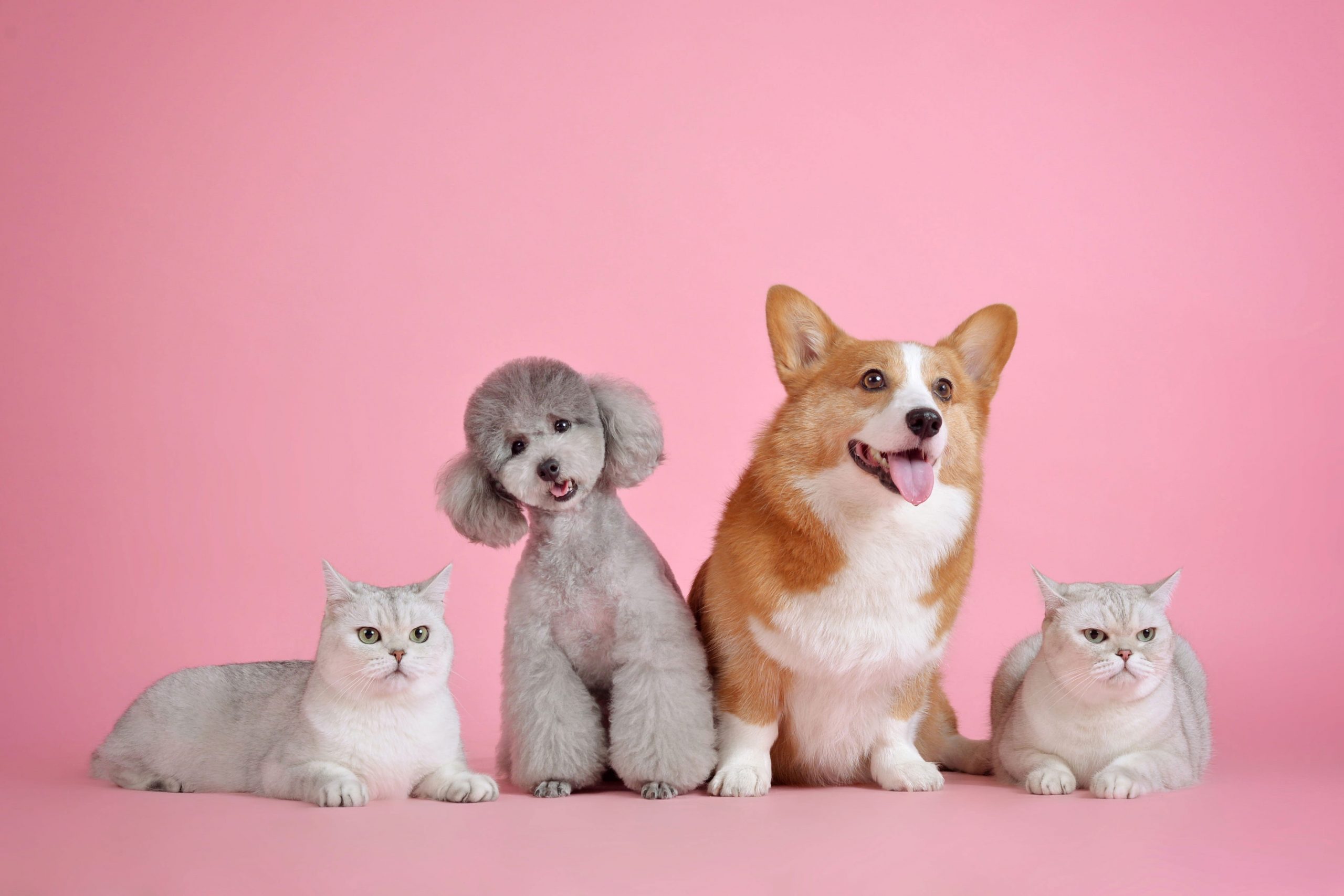 Wallpaper Pets, Cute, Cat, Dog, Mammal, Domestic, Animal