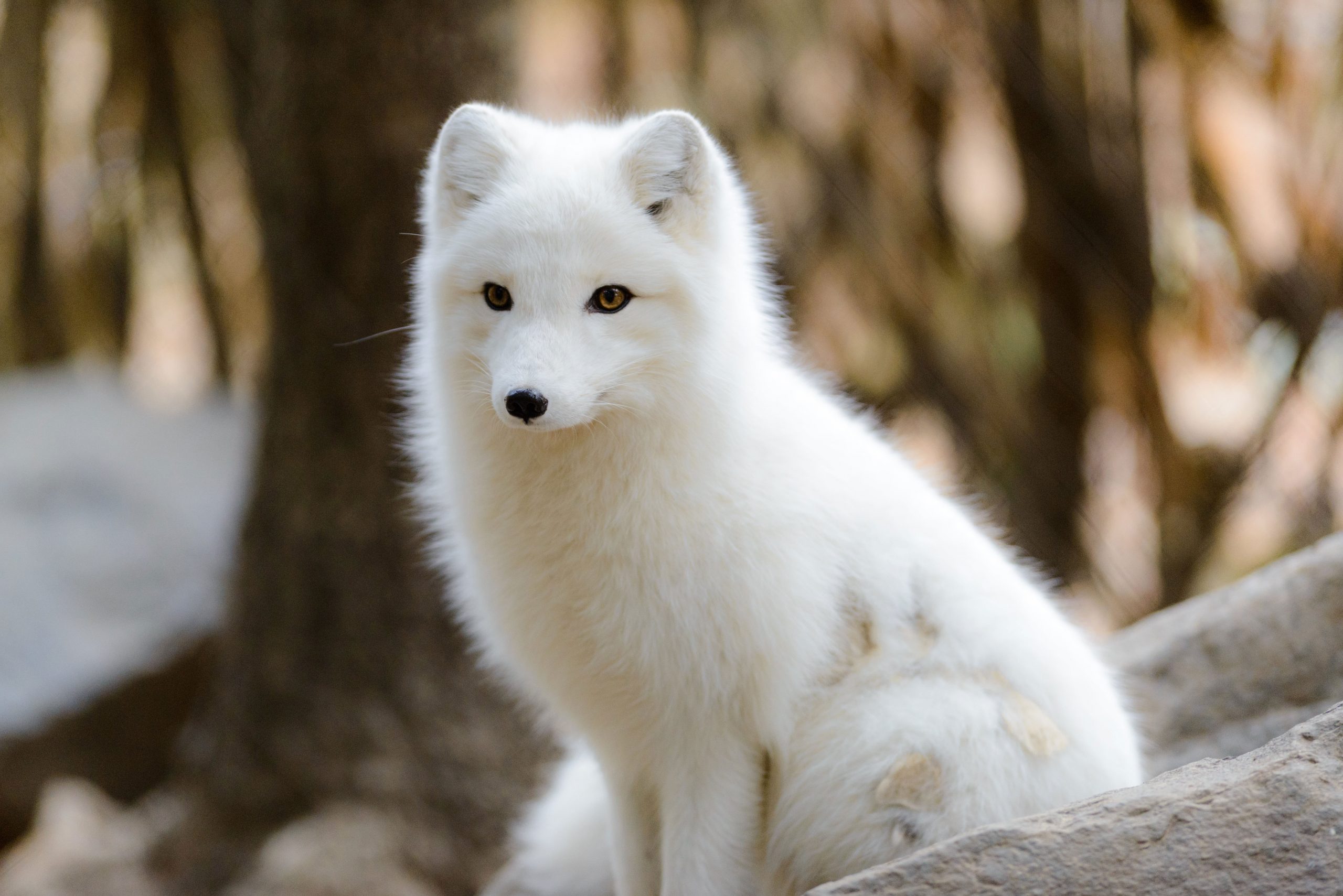 Wallpaper Photo Of Long Coated White Dog, Arctic Fox