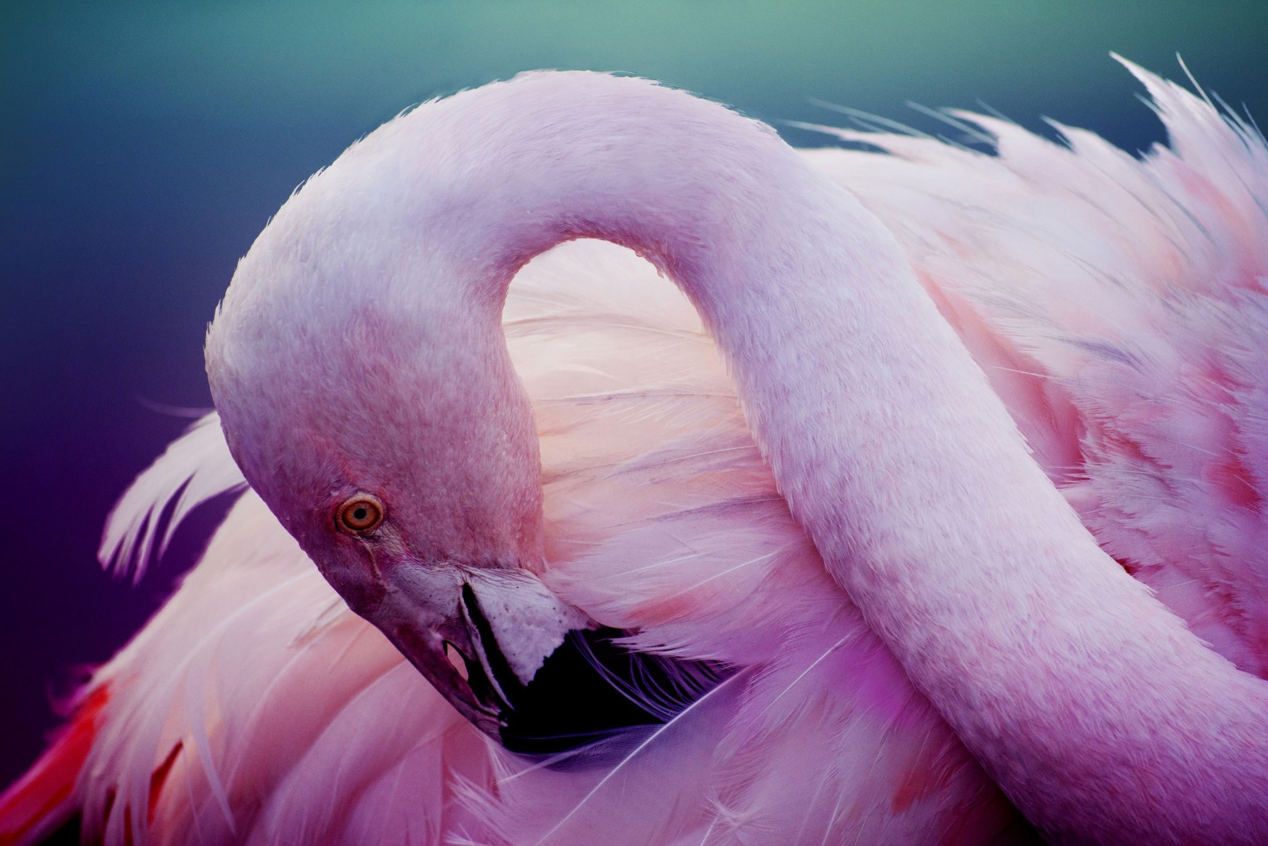 Wallpaper Pink Flamingos, Bird, Feathers, Neck 2880x1920px