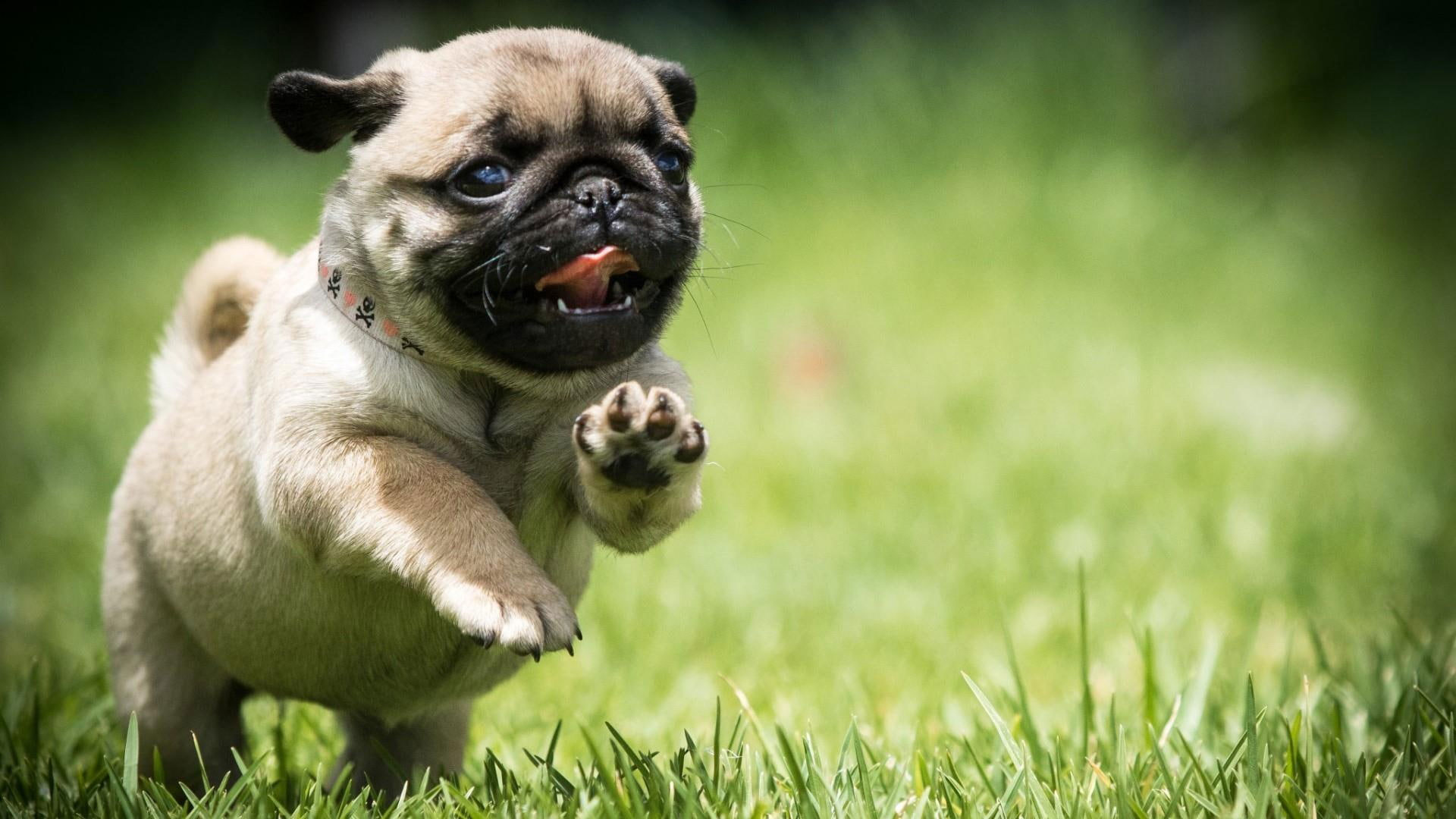 Wallpaper Pug, Dog, Field, Run, Puppy, Grass, Cute, Mops