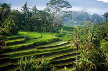 Wallpaper Rice Terraces, Nature, Landscape, Photography