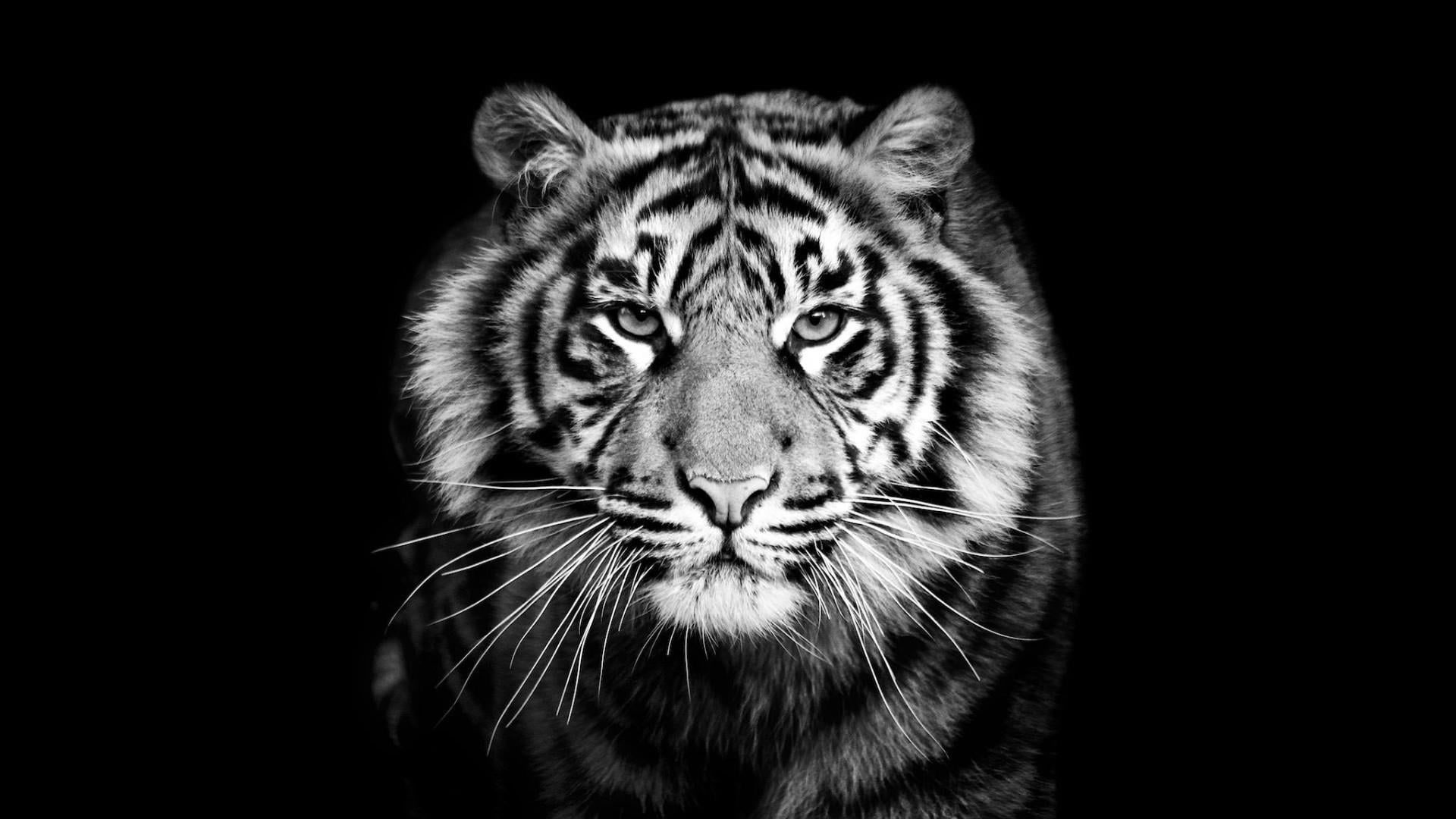 Wallpaper Tiger, Black, Black And White, Wildlife