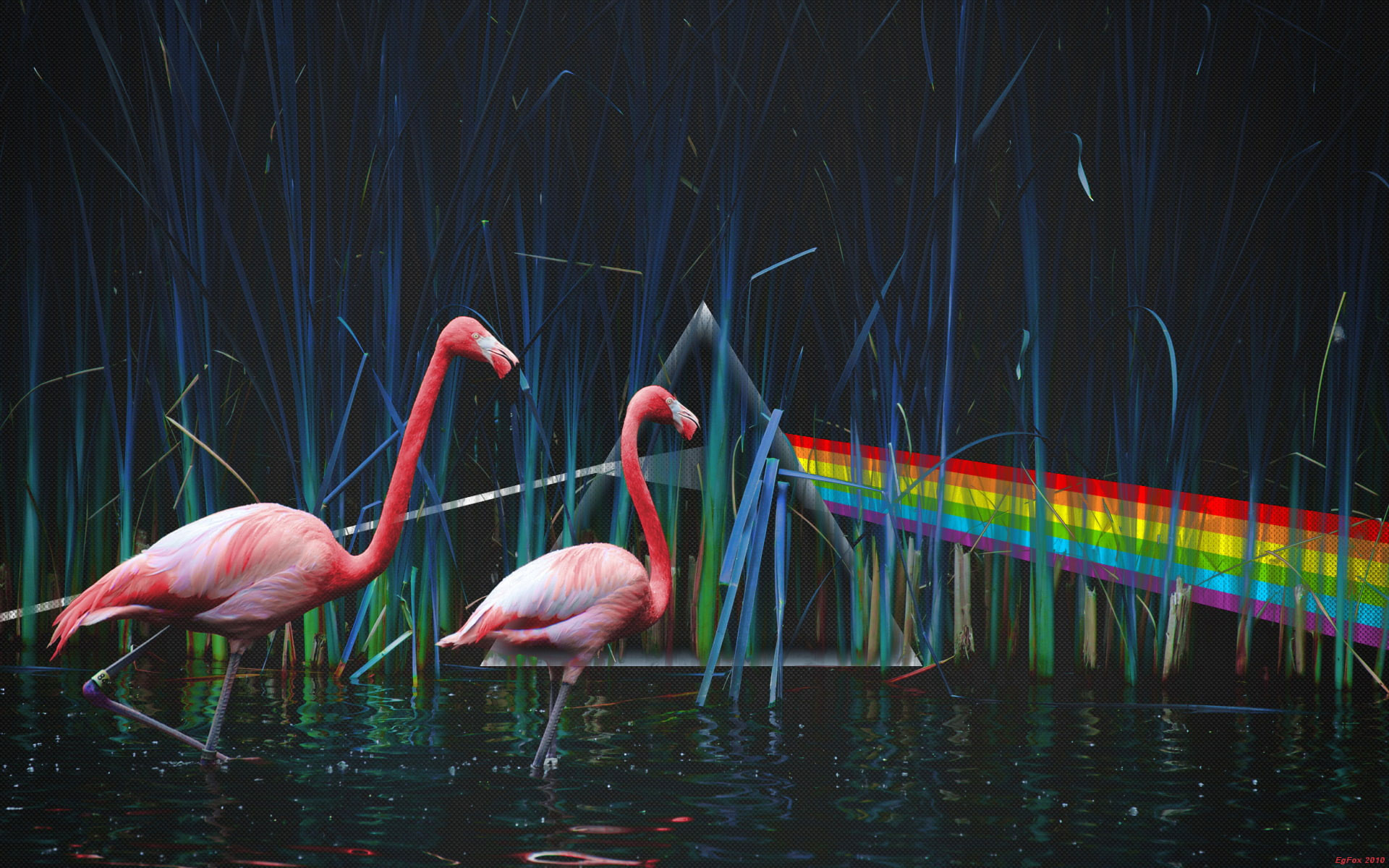 Wallpaper Two Pink Flamingos, Pond, Pink Floyd, Dark Side