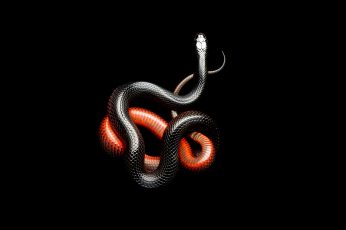 Red and black snakes wallpaper, dark