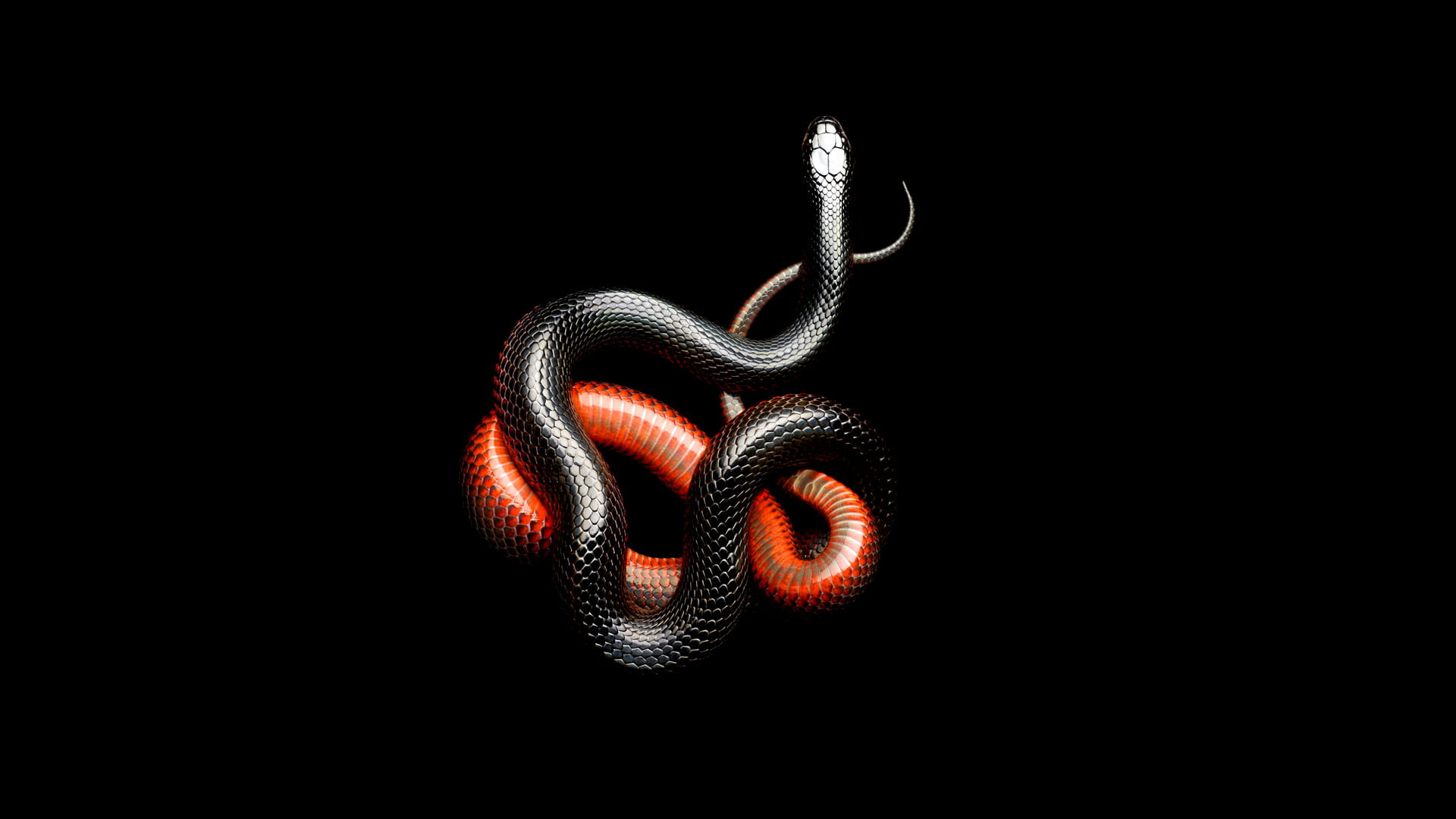 Red and black snakes wallpaper, dark