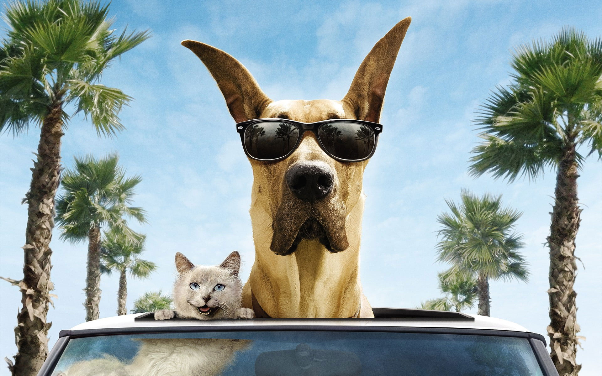 Wallpaper Cat And Dog Funny, Smile, Car, Sunglasses