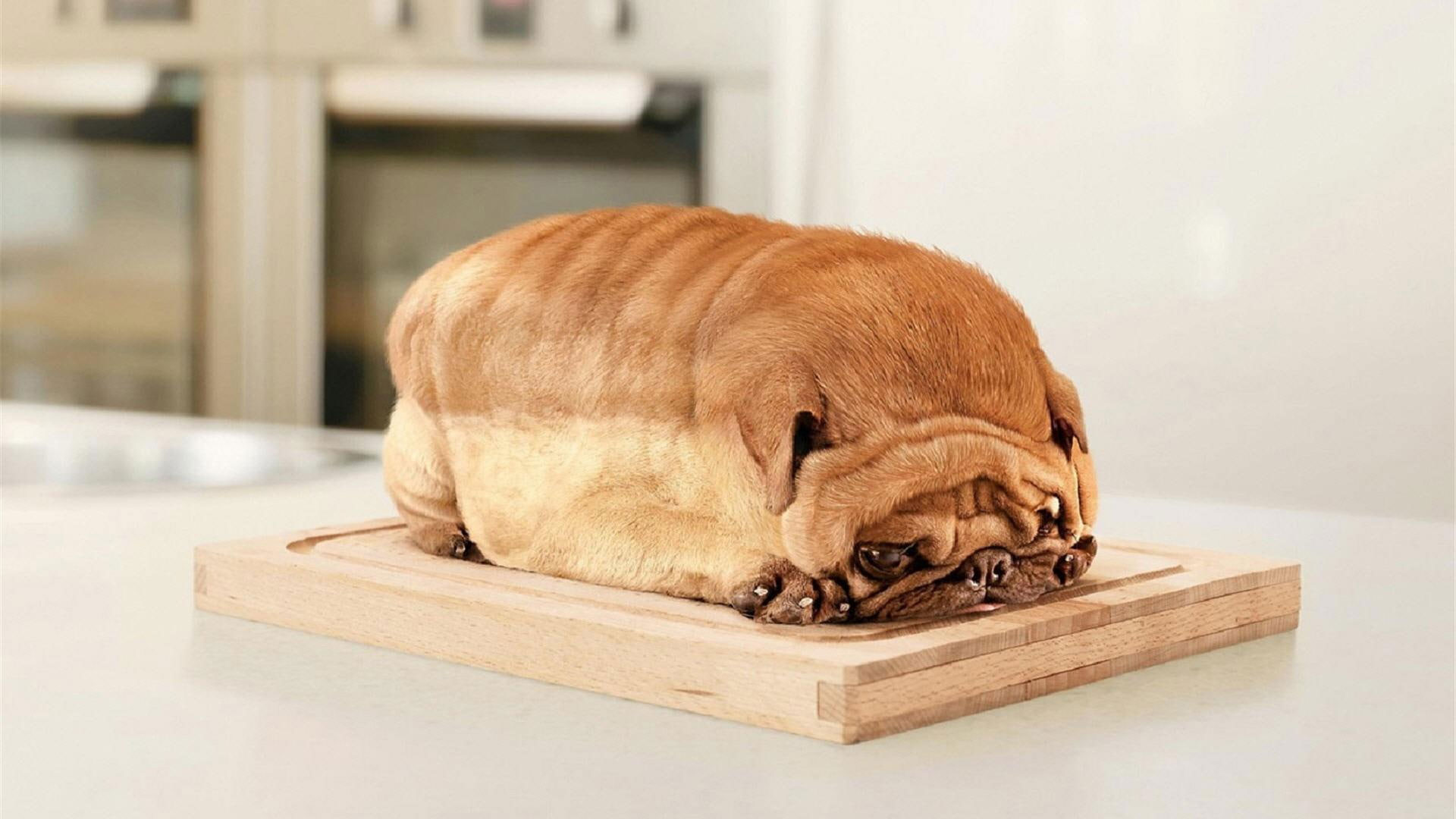 Wallpaper Pug, Bread, Funny 1920x1080 1080p