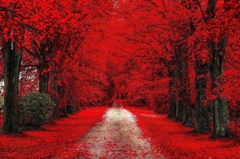 Wallpaper Red Trees, Red Cherry Blossom, Path, Dirt Road