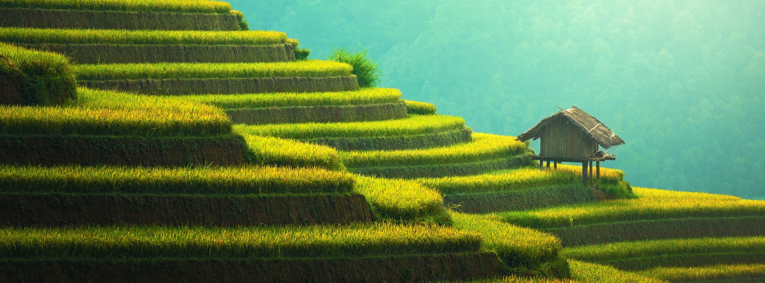 Wallpaper Rice Terraces Mountain Landscape
