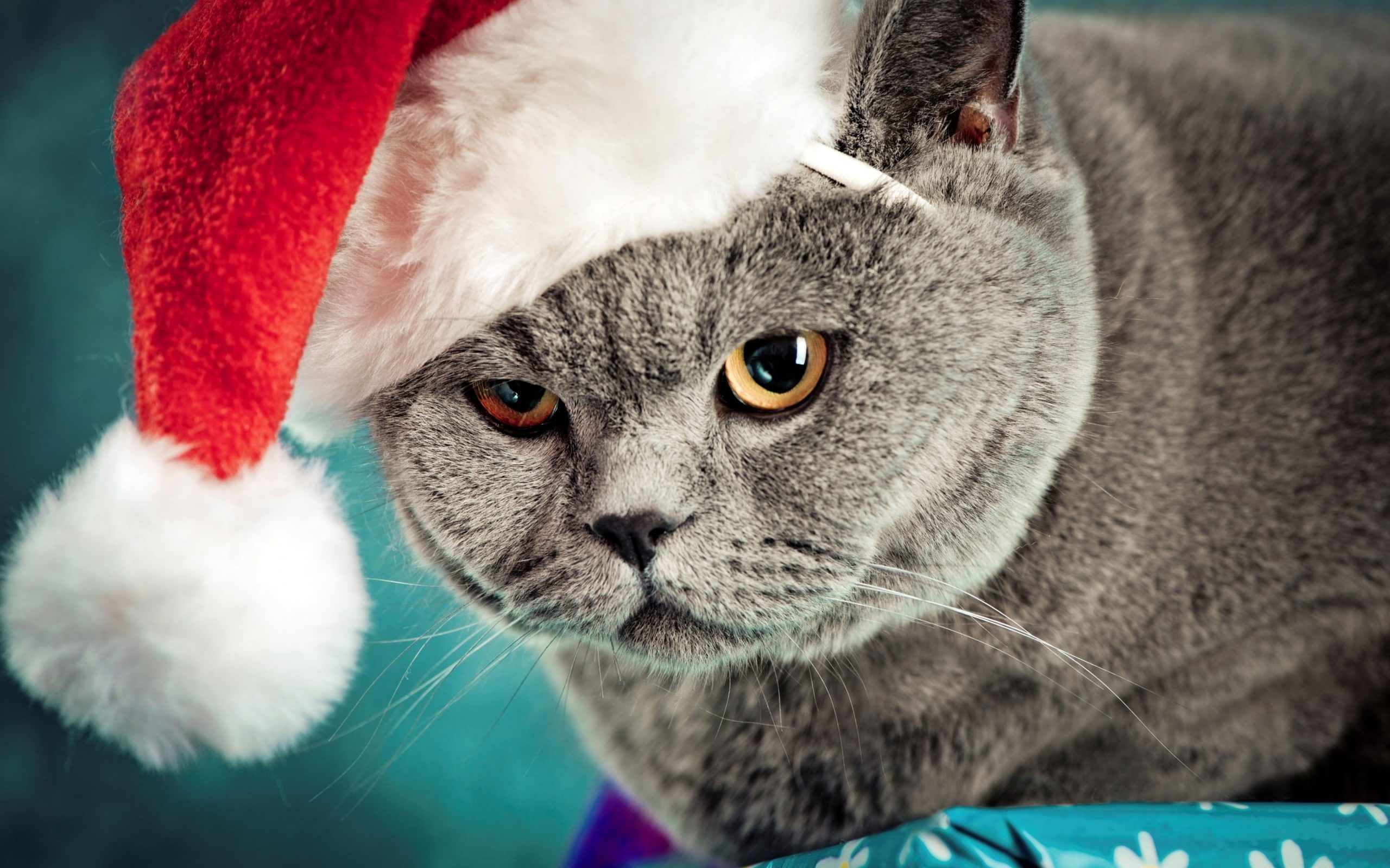 Wallpaper Santa Kitty, Funny Cat, Funny Kitty, Christmas