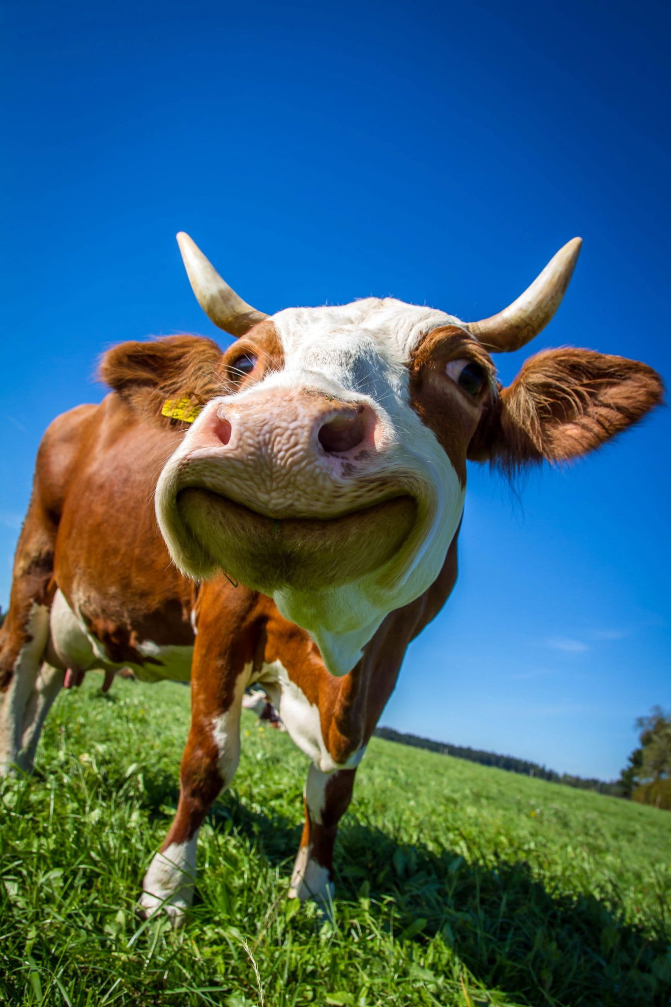 Wallpaper White And Brown Dairy Cattle Photo, Cow, Funny • Wallpaper ...