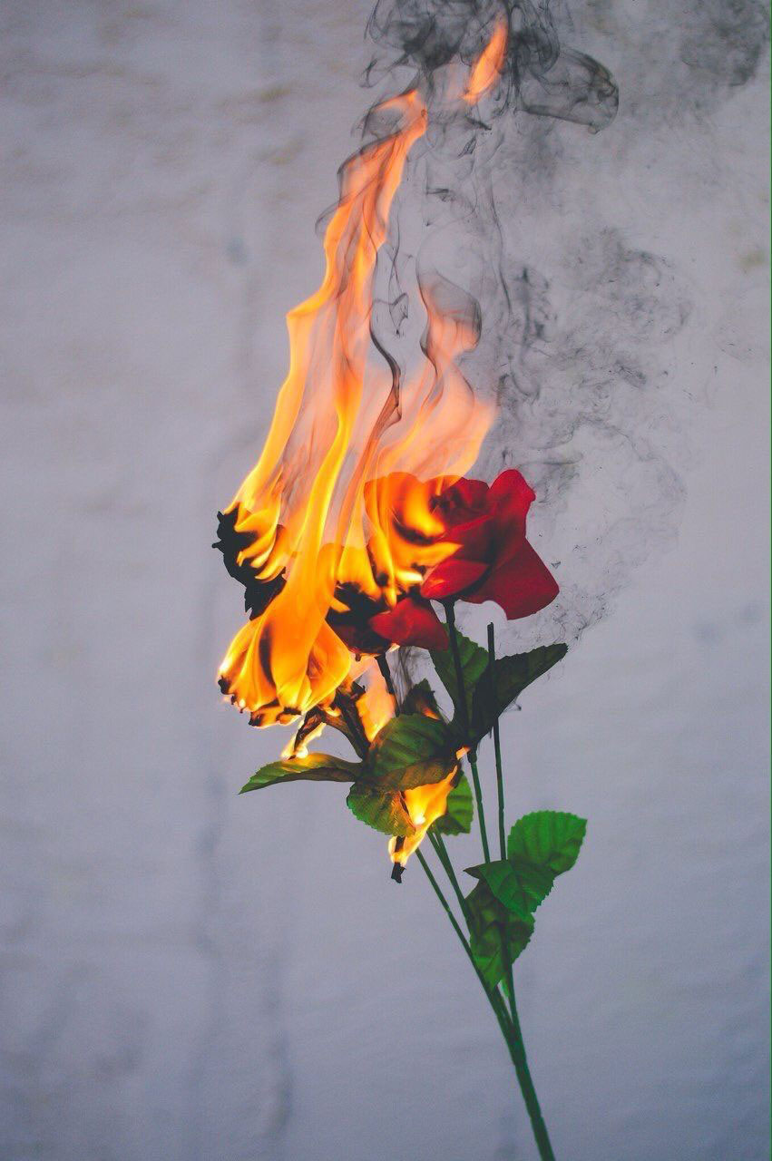 Aesthetic Burn Flower Wallpaper