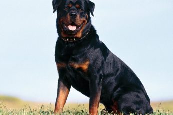Wallpaper Adult Black And Tan Rottweiler, Dogs