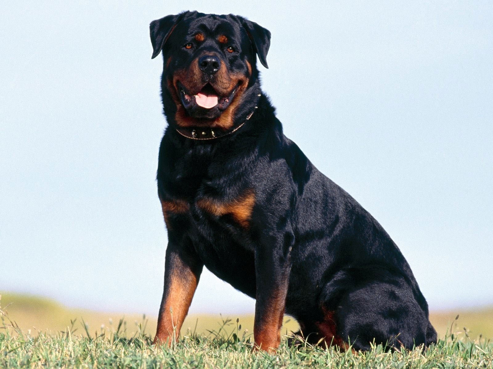 Wallpaper Adult Black And Tan Rottweiler, Dogs