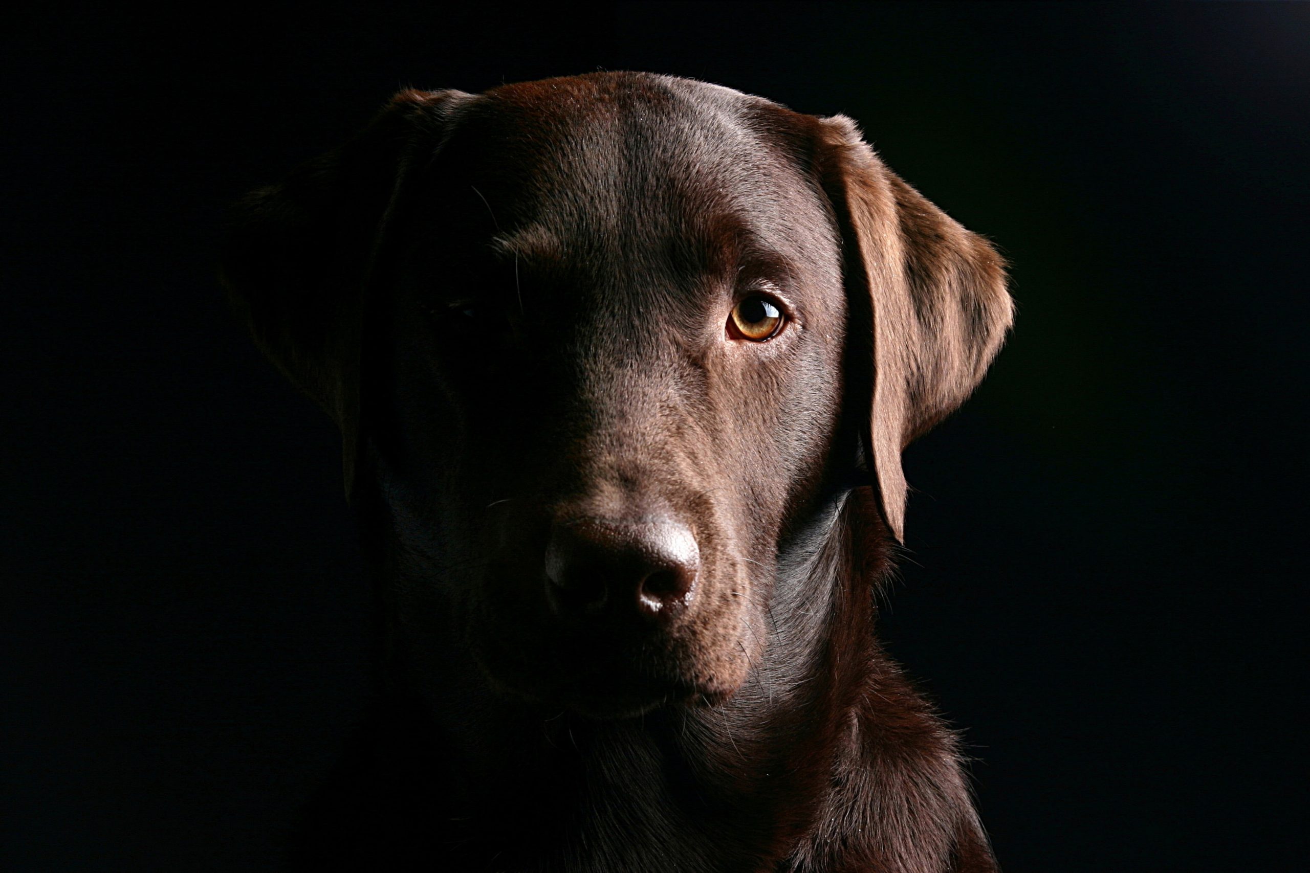Wallpaper Adult Chocolate Labrador Retriever, Dog, Muzzle