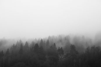 Wallpaper Black And White Morning Foggy Forest, Bw, Clouds