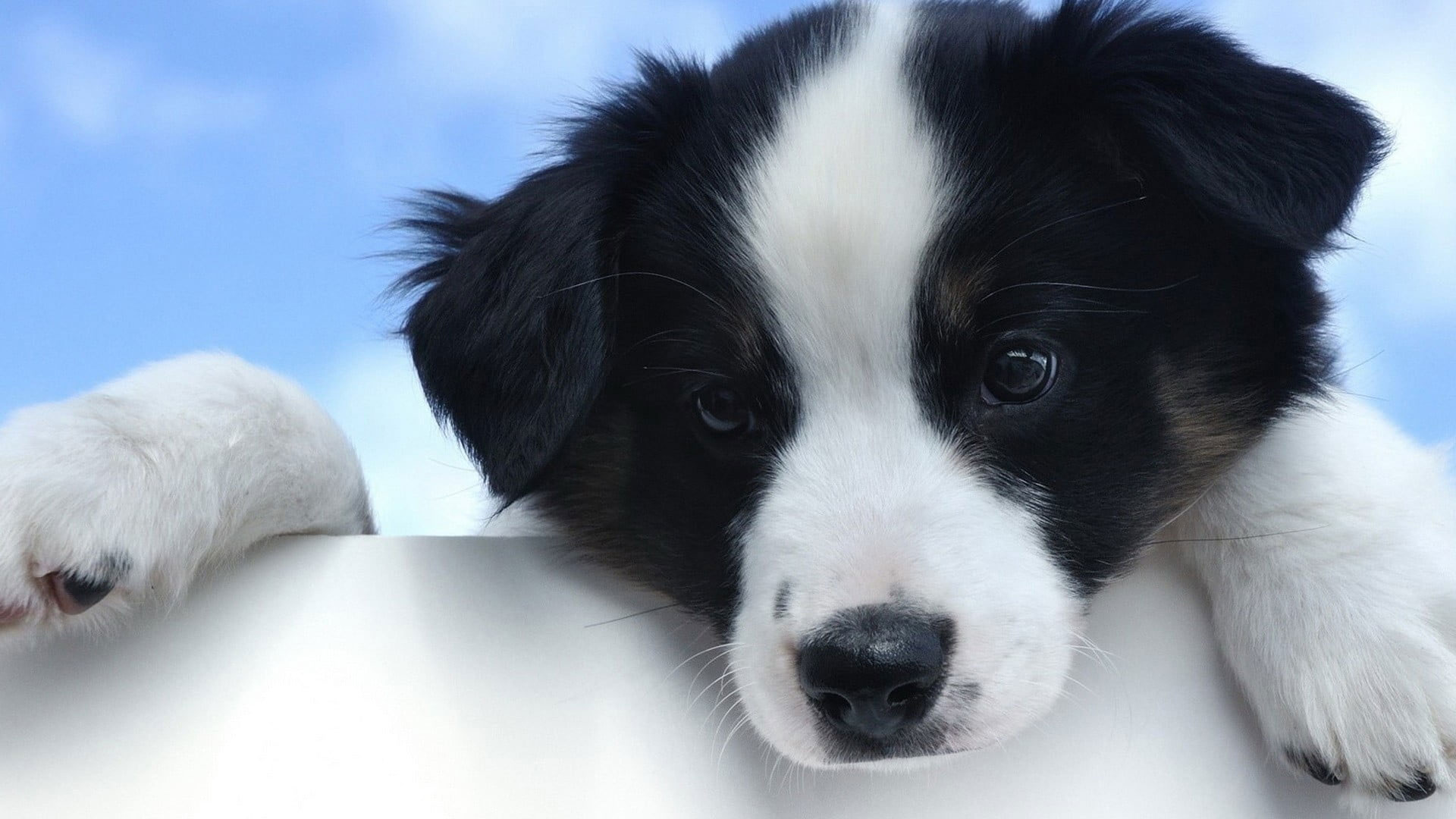 Wallpaper Black And White Puppy, Dog, Puppies, Border