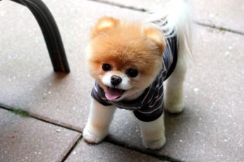 Wallpaper Brown And White Dog Plush Toy, Puppies, Pomeranian