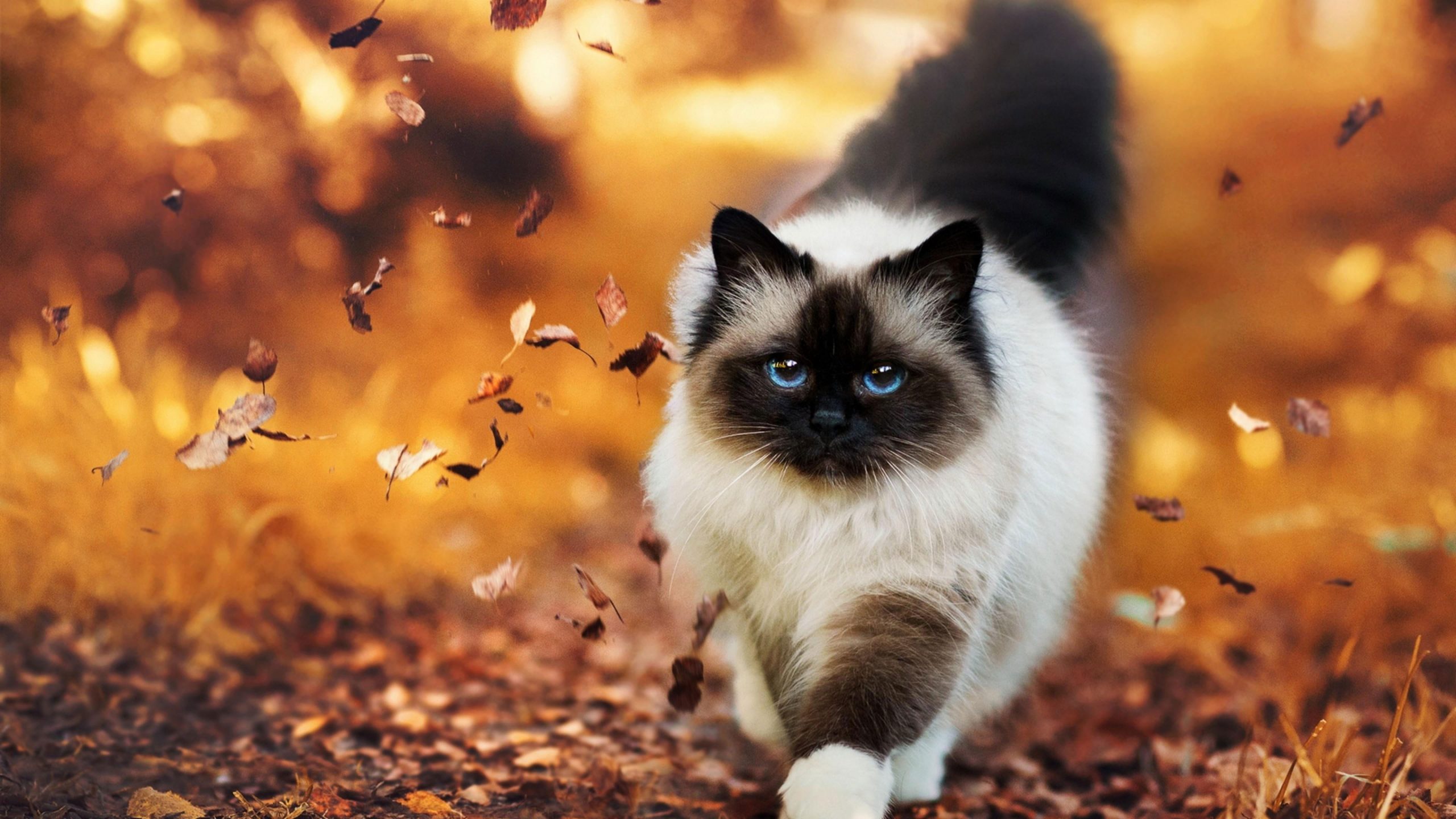 Wallpaper Cat, Cute, Confident, Autumn, Leaves, Walk