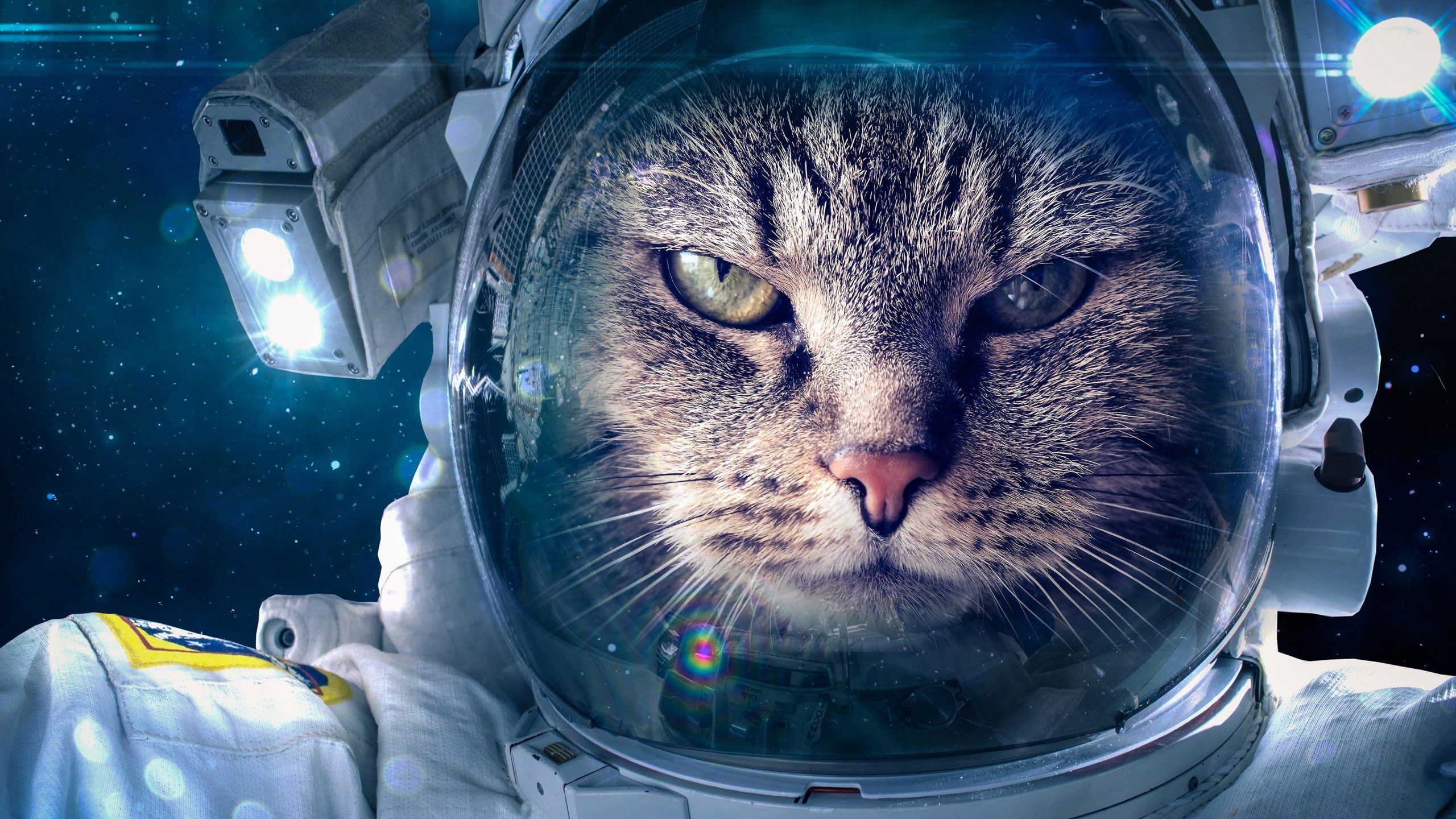 Wallpaper Cat, Funny, Space Suit, Astronaut