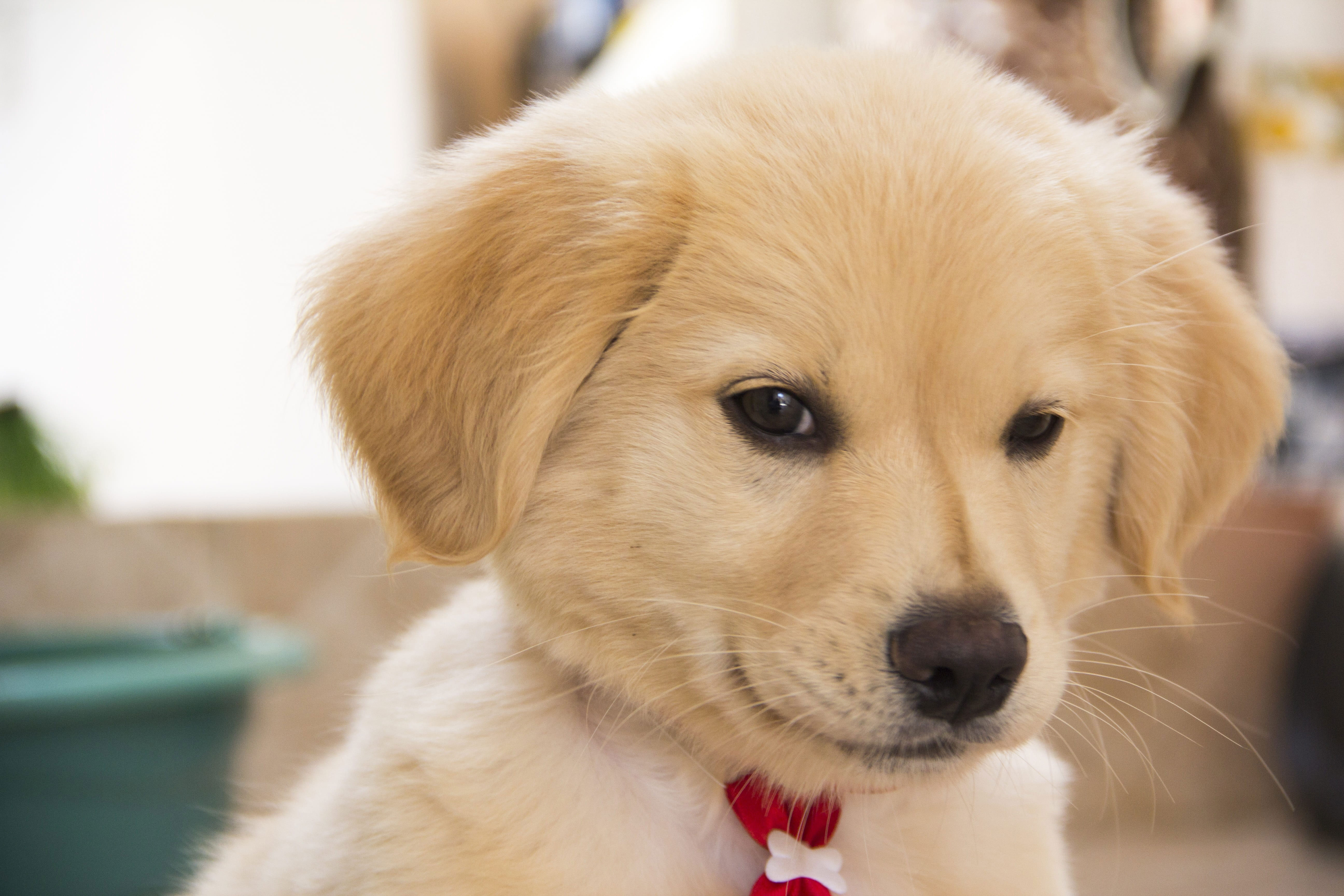 Wallpaper Closeup View Of Puppy, Dog, Cute, Adorable, Animal, adorable, Animal