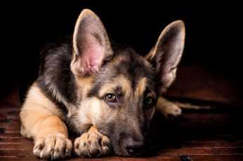 Wallpaper Dog, Animals, German Shepherd