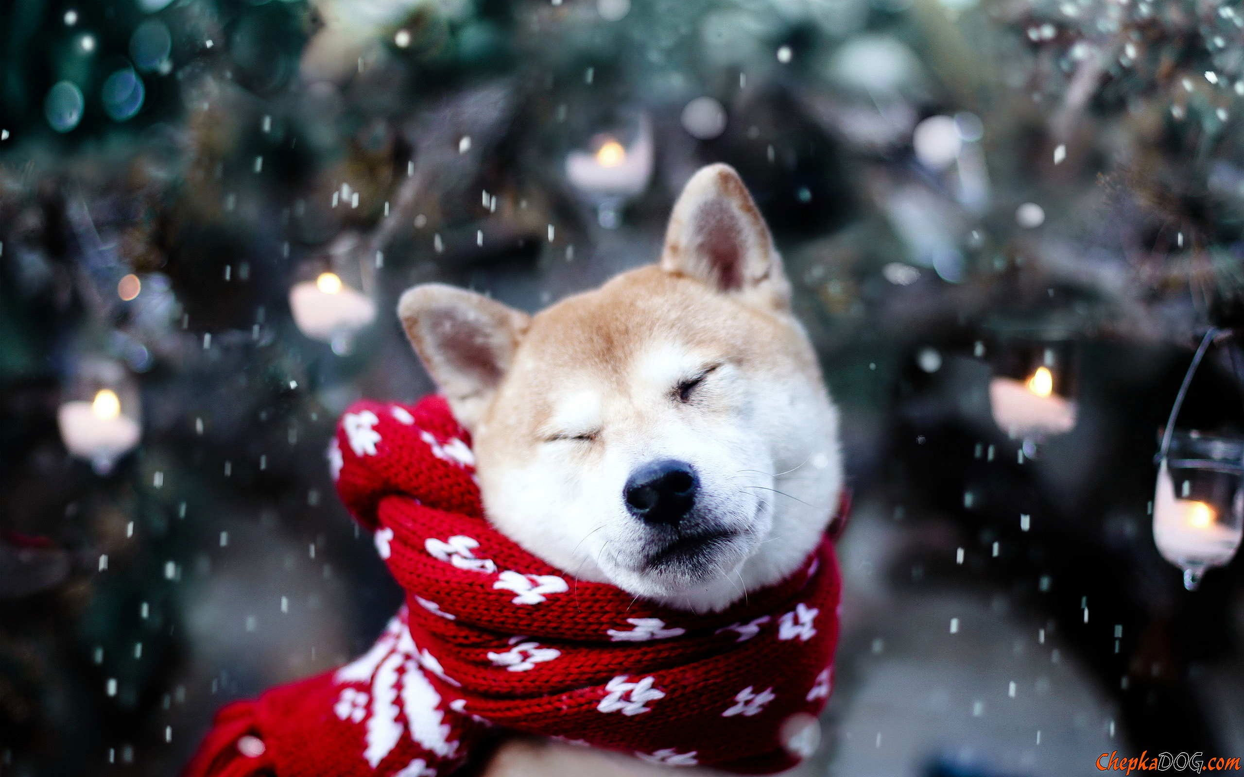 Wallpaper Dog, Animals, Snow, Shiba Inu