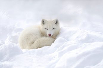 Wallpaper Dogs, Arctic Fox, Sleeping, Snow, White, Wildlife