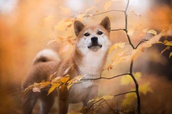 Wallpaper Dogs, Shiba Inu, Baby Animal, Fall, Pet, Puppy