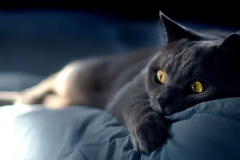Wallpaper Dreamy Cat, Black Cat On Blue Bed, Animals, Pets