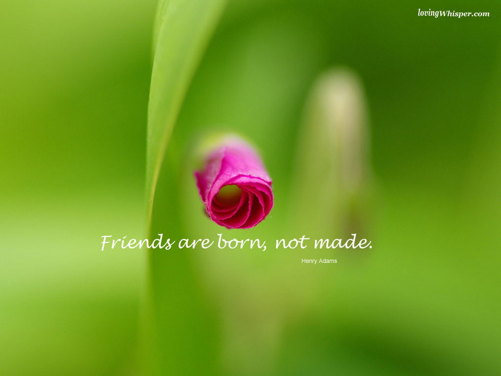 Wallpaper Flower, Flower Bud, Friend, Friendship, Quotes