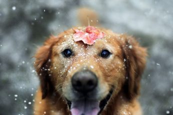 Wallpaper Golden Retriever Puppy, Dog, Animals, Snow