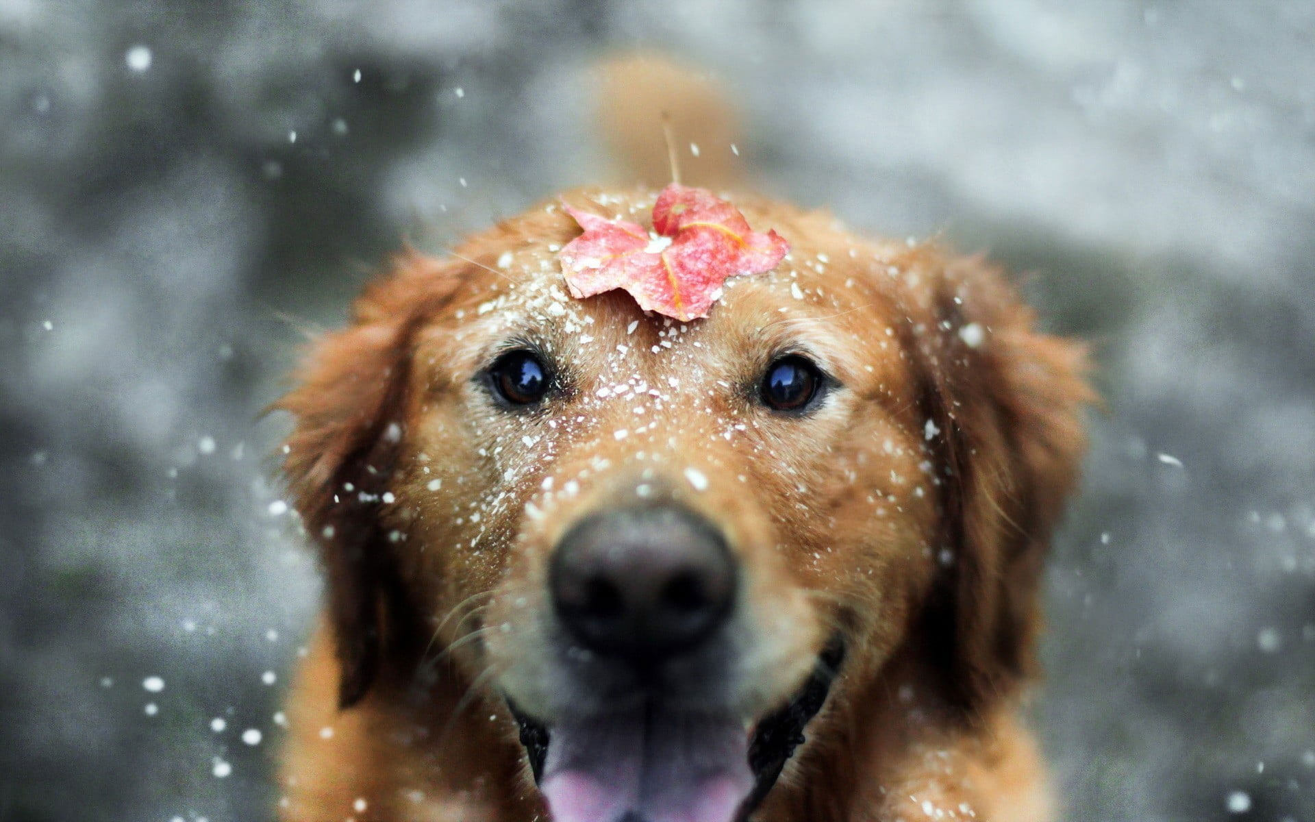 Wallpaper Golden Retriever Puppy, Dog, Animals, Snow - Wallpaperforu