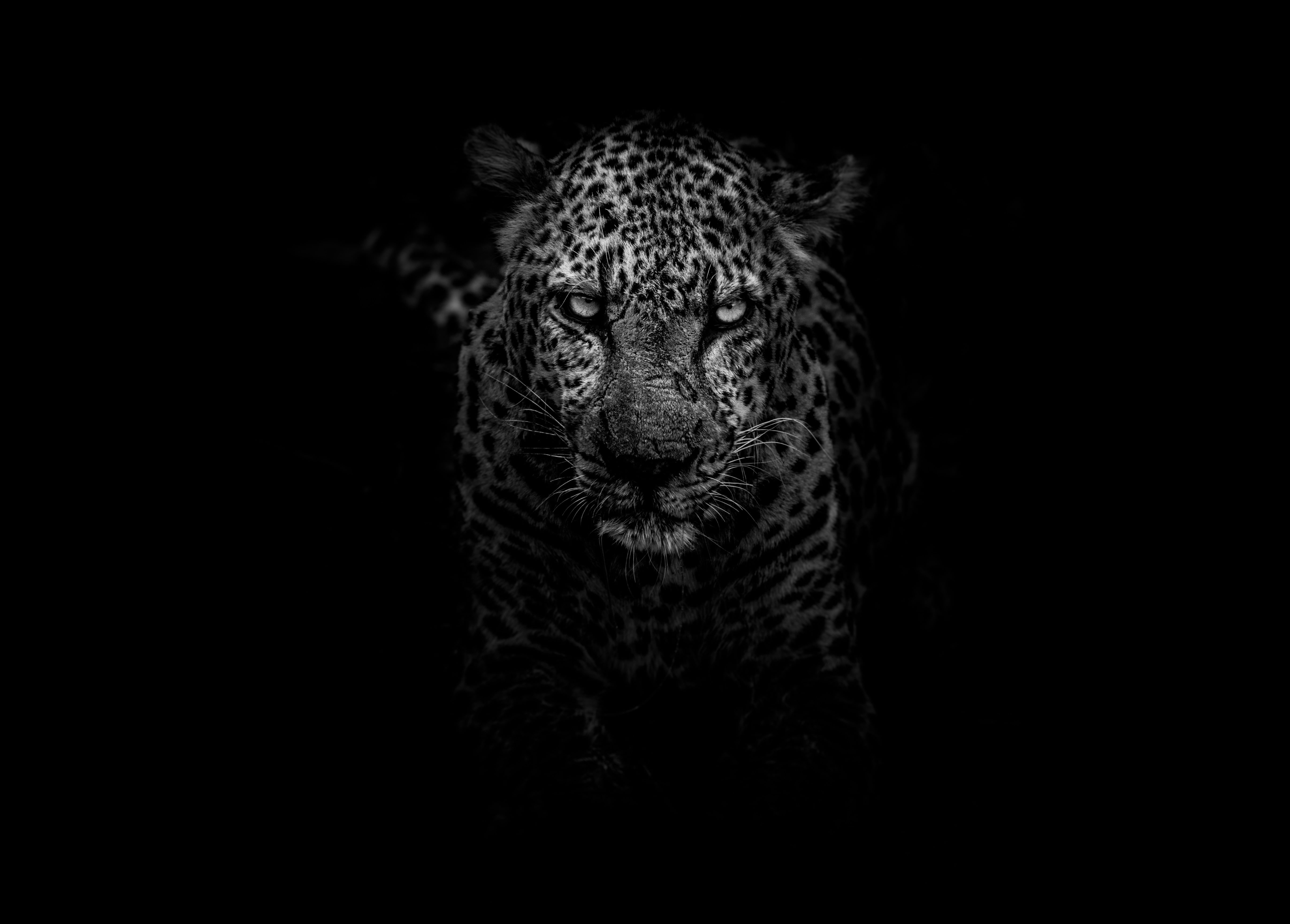 Wallpaper Grayscale Photography Of Leopard, Predator, Dark, Dark