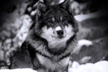 Wallpaper Grayscale Photography Of Wolf, Dog, Animals