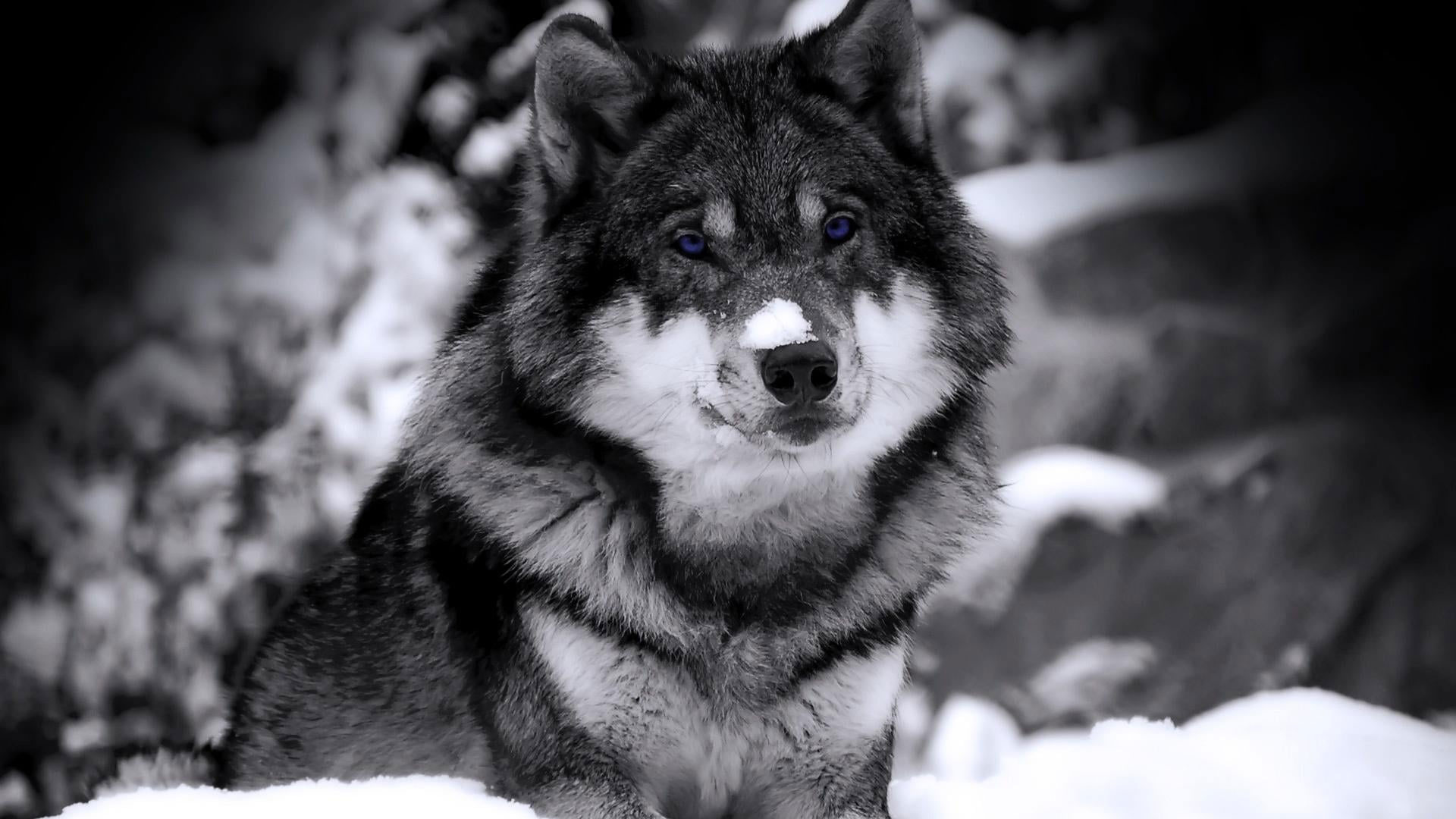 Wallpaper Grayscale Photography Of Wolf, Dog, Animals