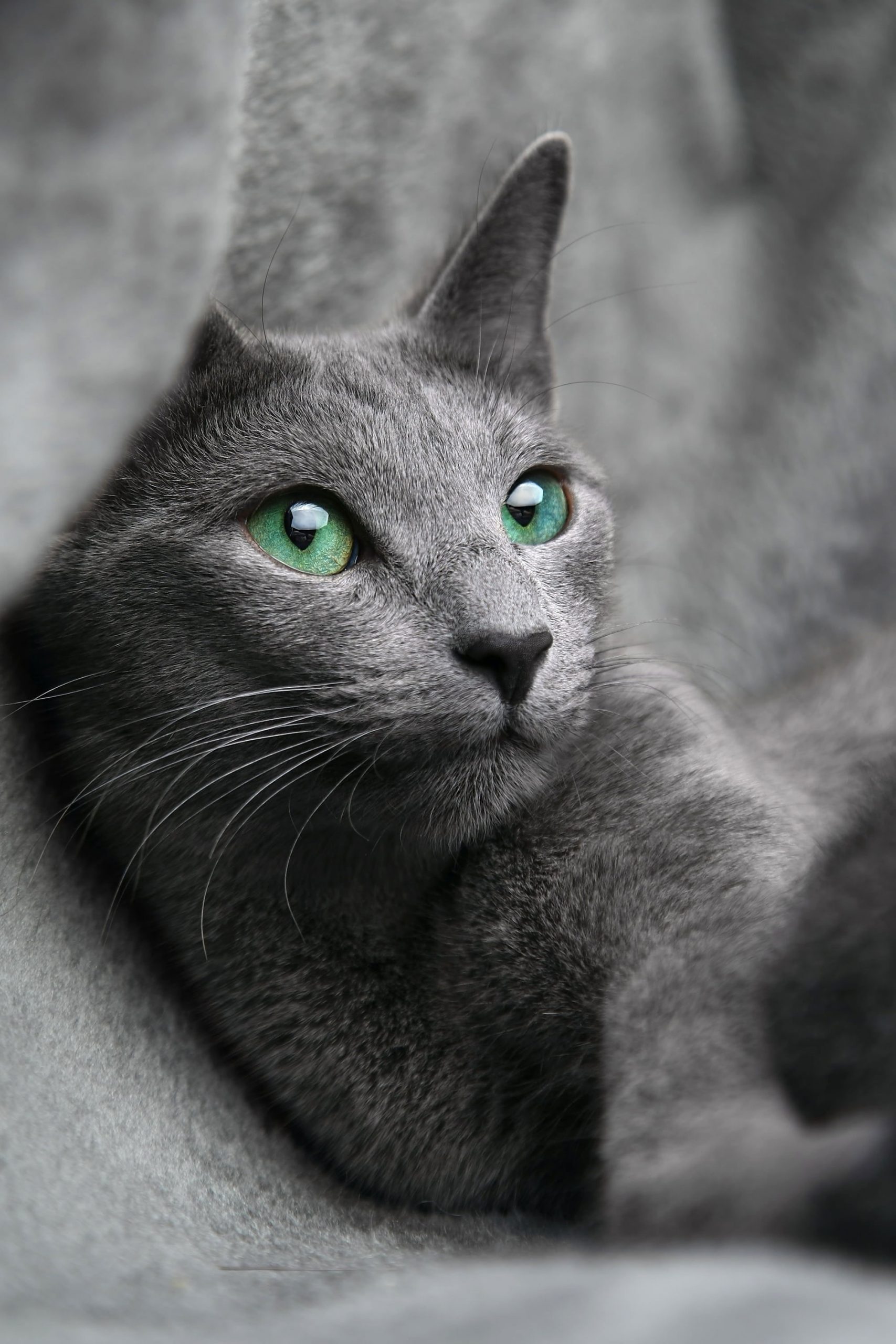 Wallpaper Grey Cat, Russian, Blue, Look, Eyes, Gray, Pet