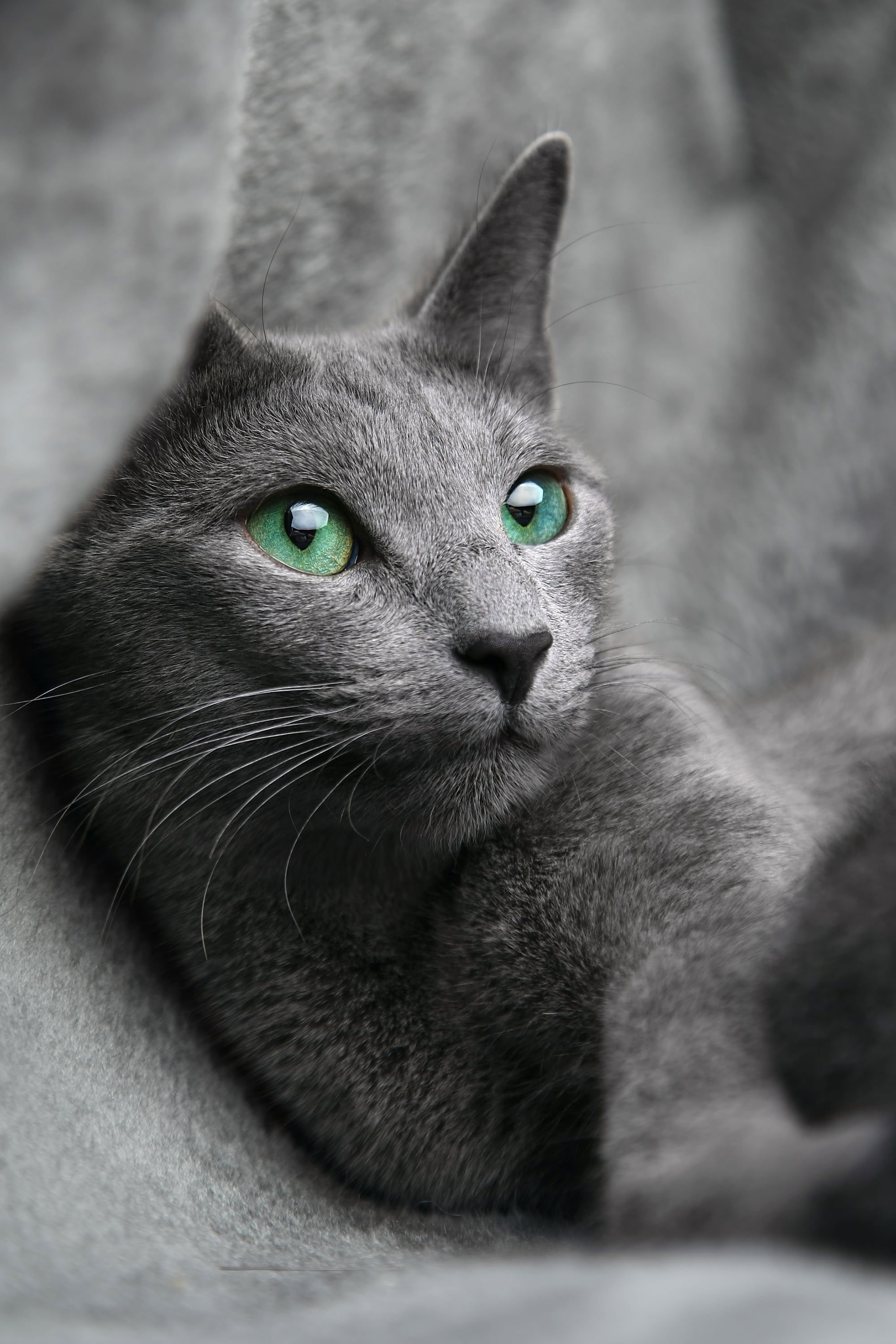 Wallpaper Grey Cat, Russian, Blue, Look, Eyes, Gray, Pet, Blue, Animal