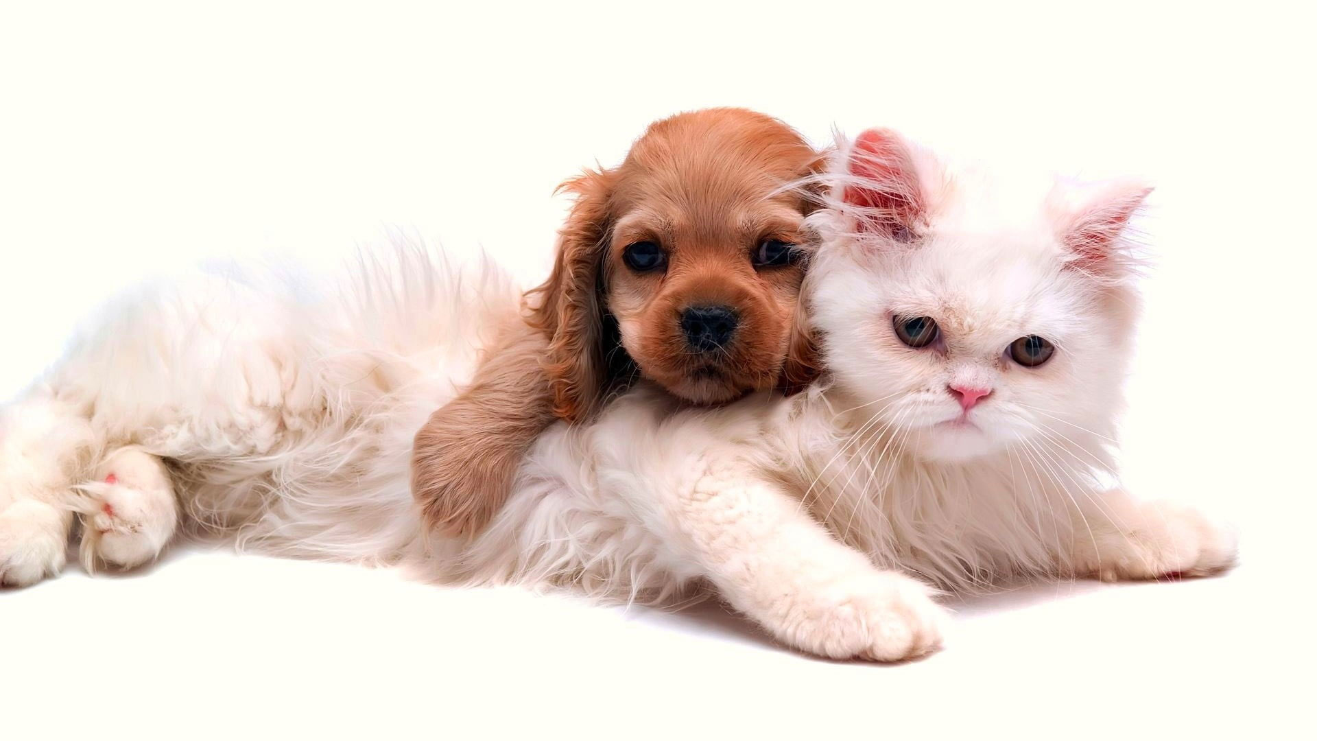 Wallpaper Long Coated Brown Puppy And White Persian Kitten