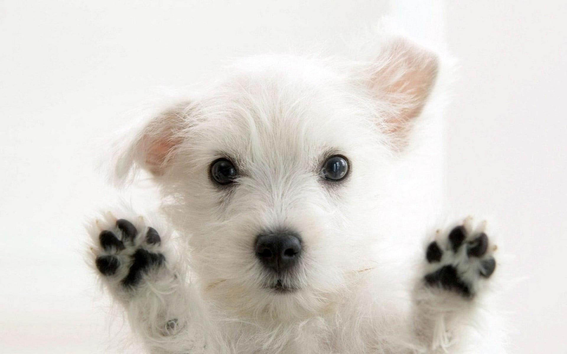 Wallpaper Long Coated White Puppy, Dog, Animals, Puppies