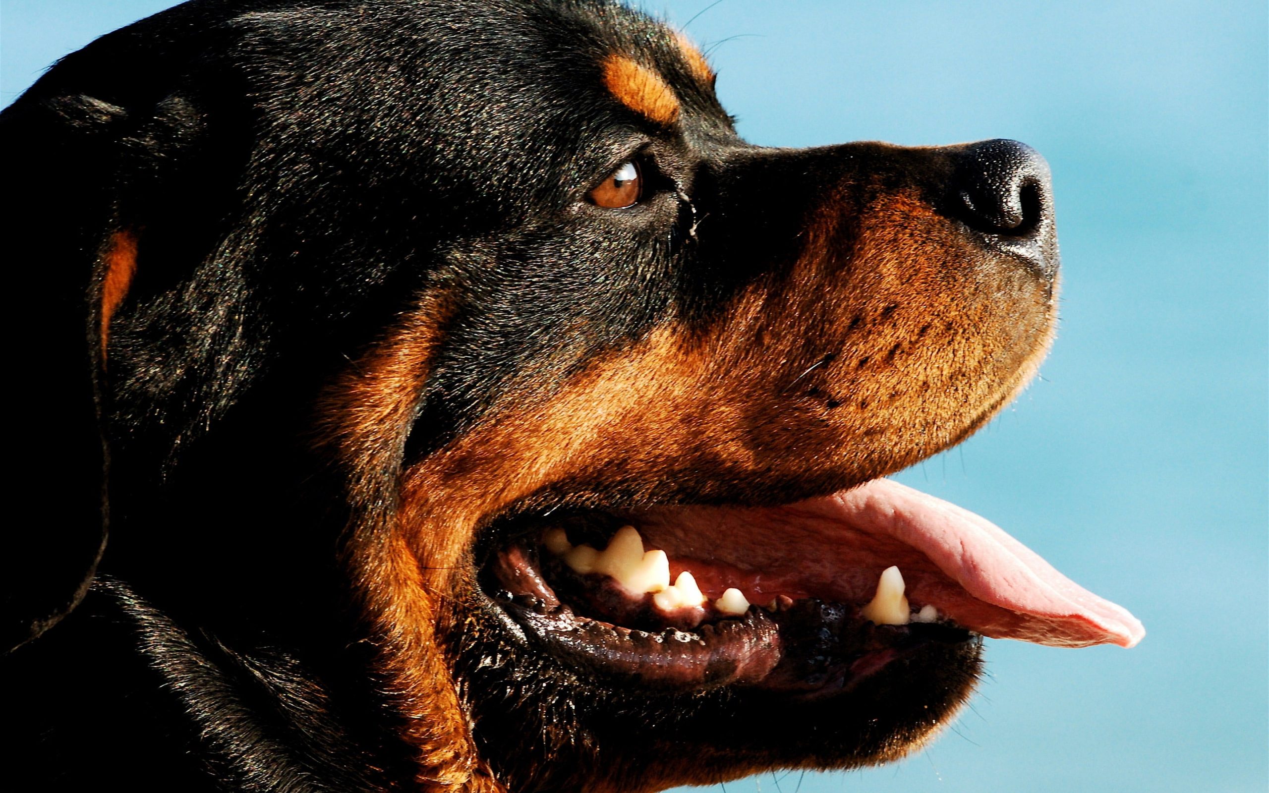 Wallpaper Rottweiler Dog Portrait