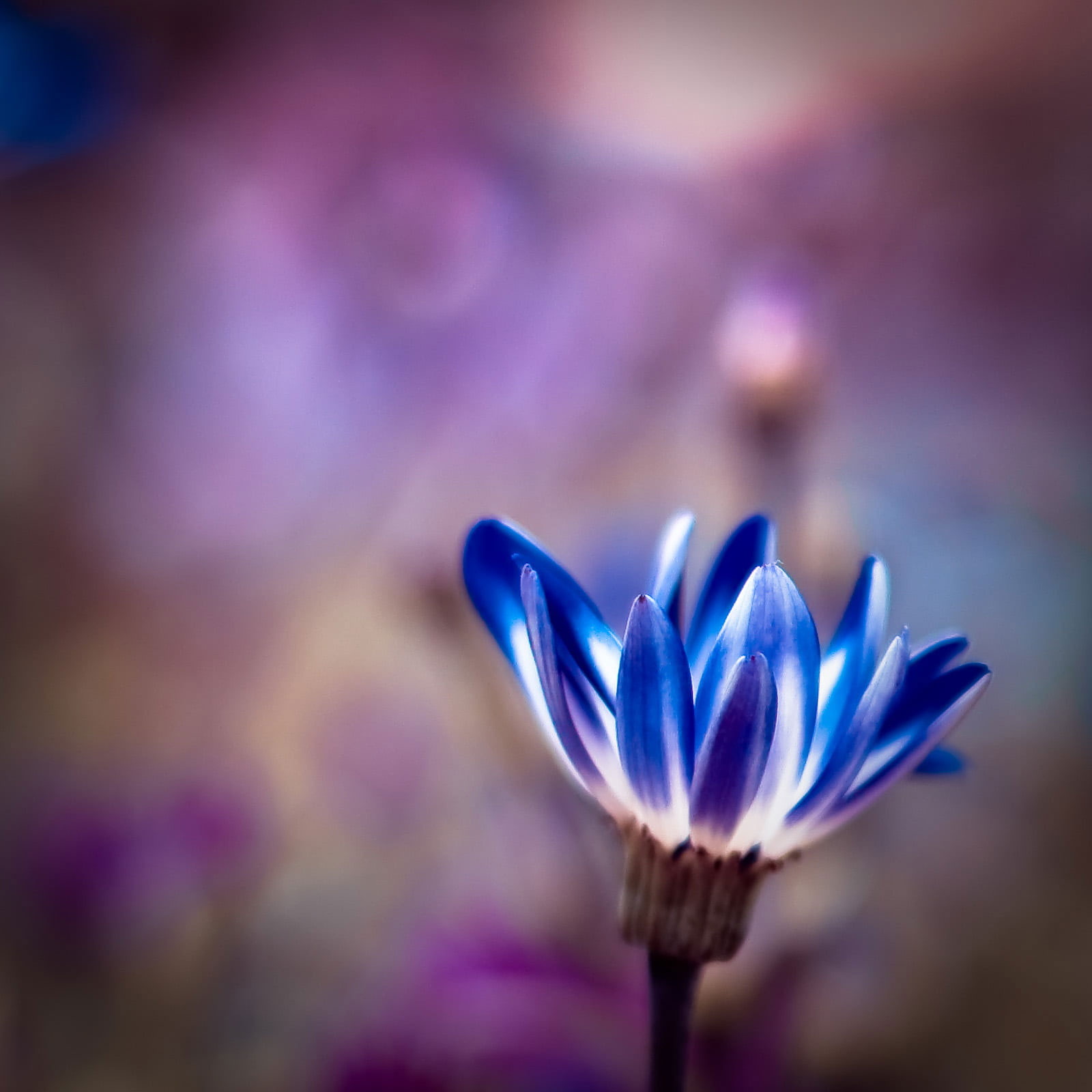 Wallpaper Selective Focus Photo Of Blue Petaled Flower