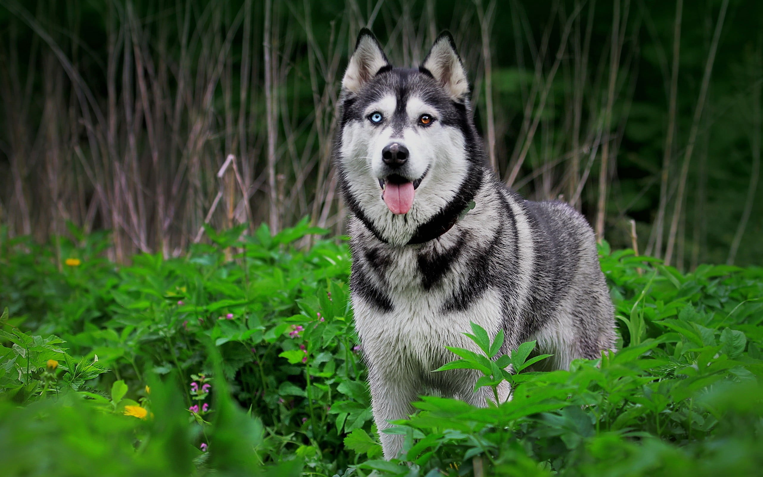 Wallpaper Siberian Husky, Dog, Heterochromia, Animals
