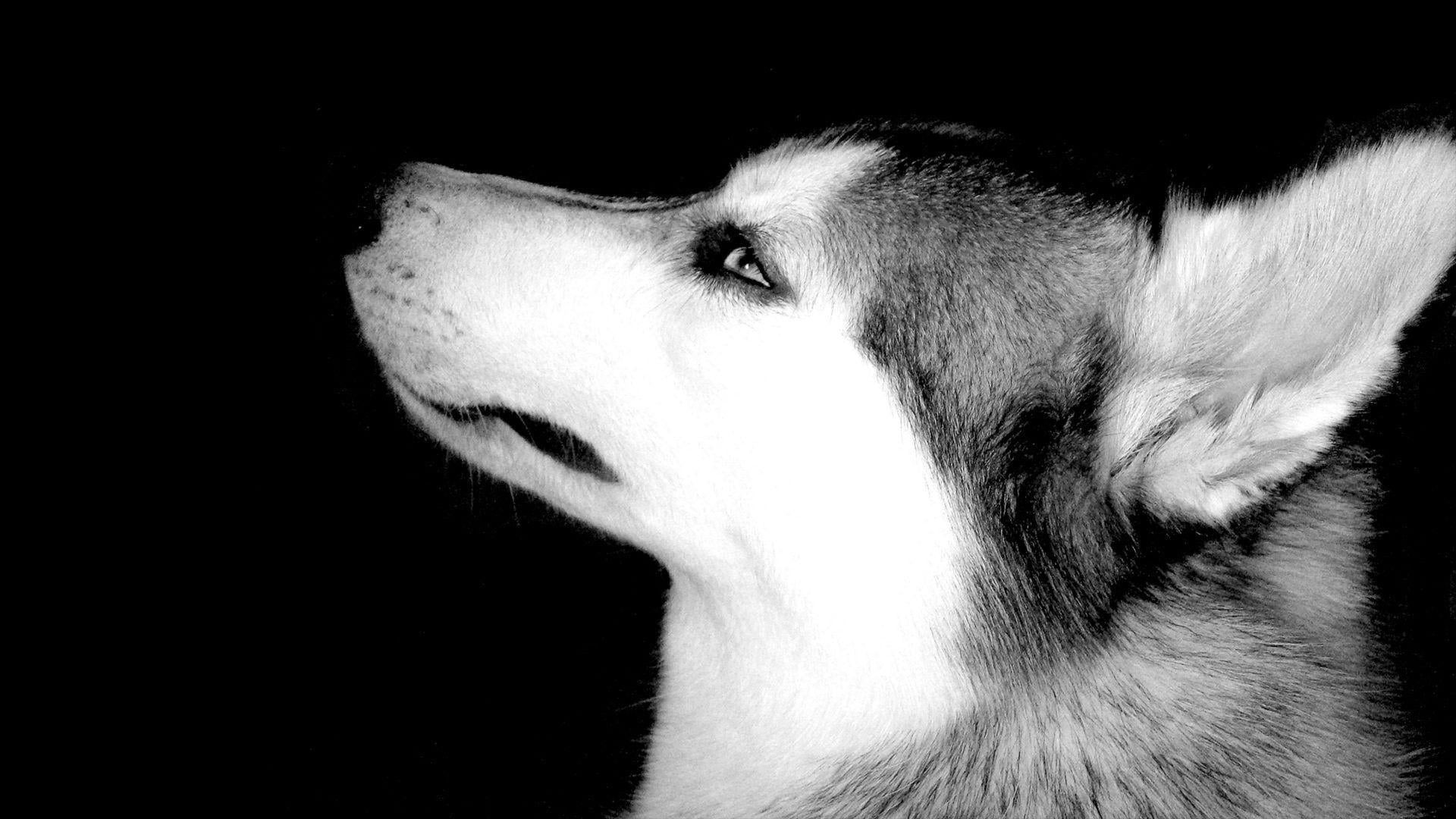 Wallpaper Siberian Husky Grayscale Photography, Animals